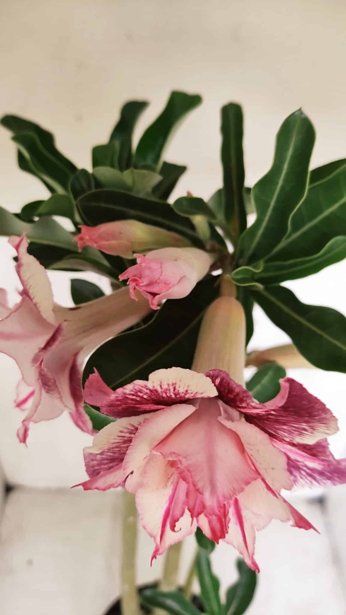 Planta Dobrada 3385 – 40cm – 03 anos - foto 4