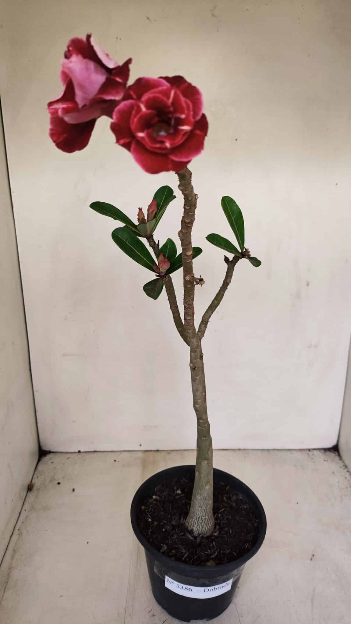 Planta Dobrada 3386 – 35cm – 03 anos - foto 2
