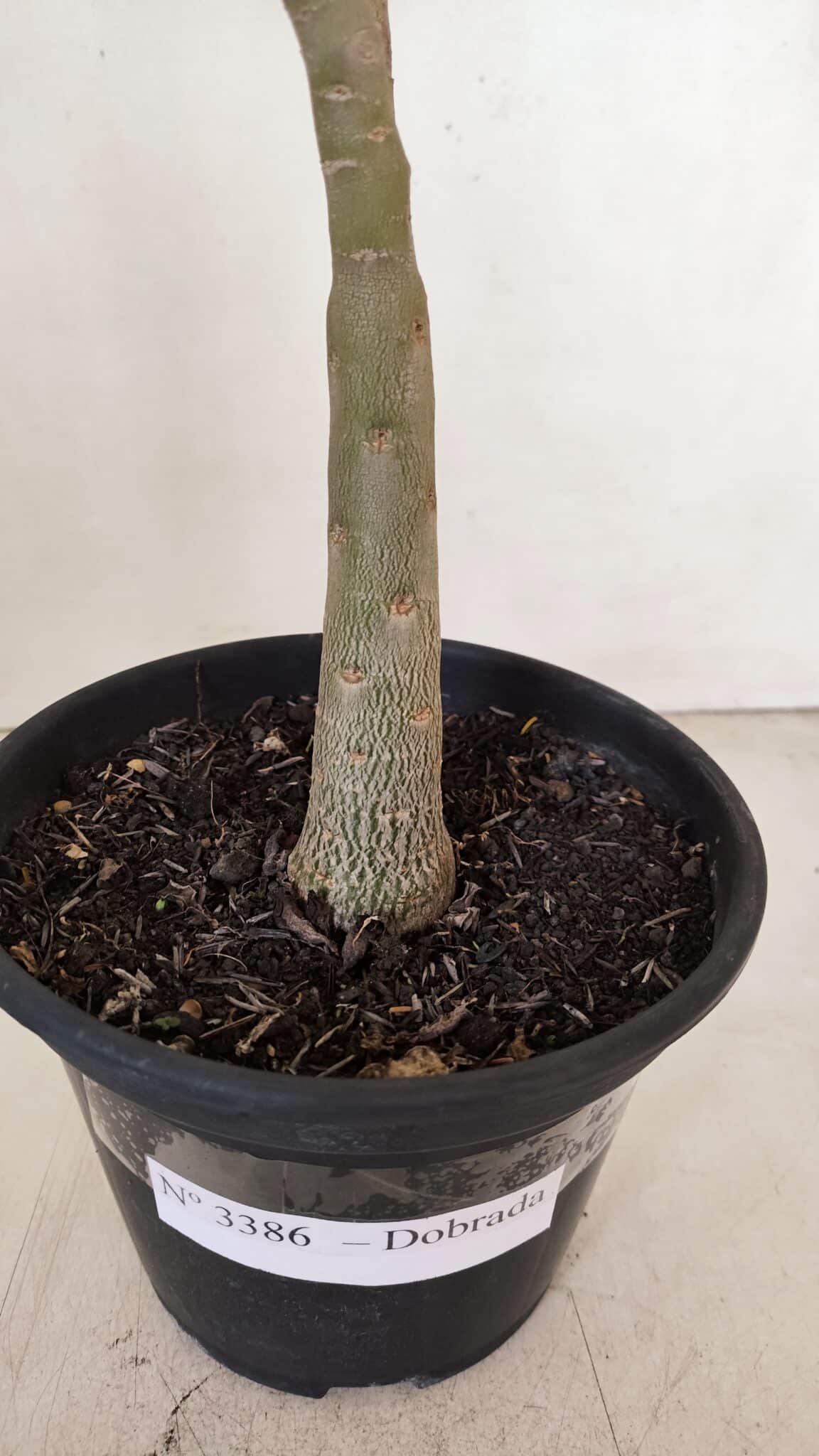 Planta Dobrada 3386 – 35cm – 03 anos - foto 6
