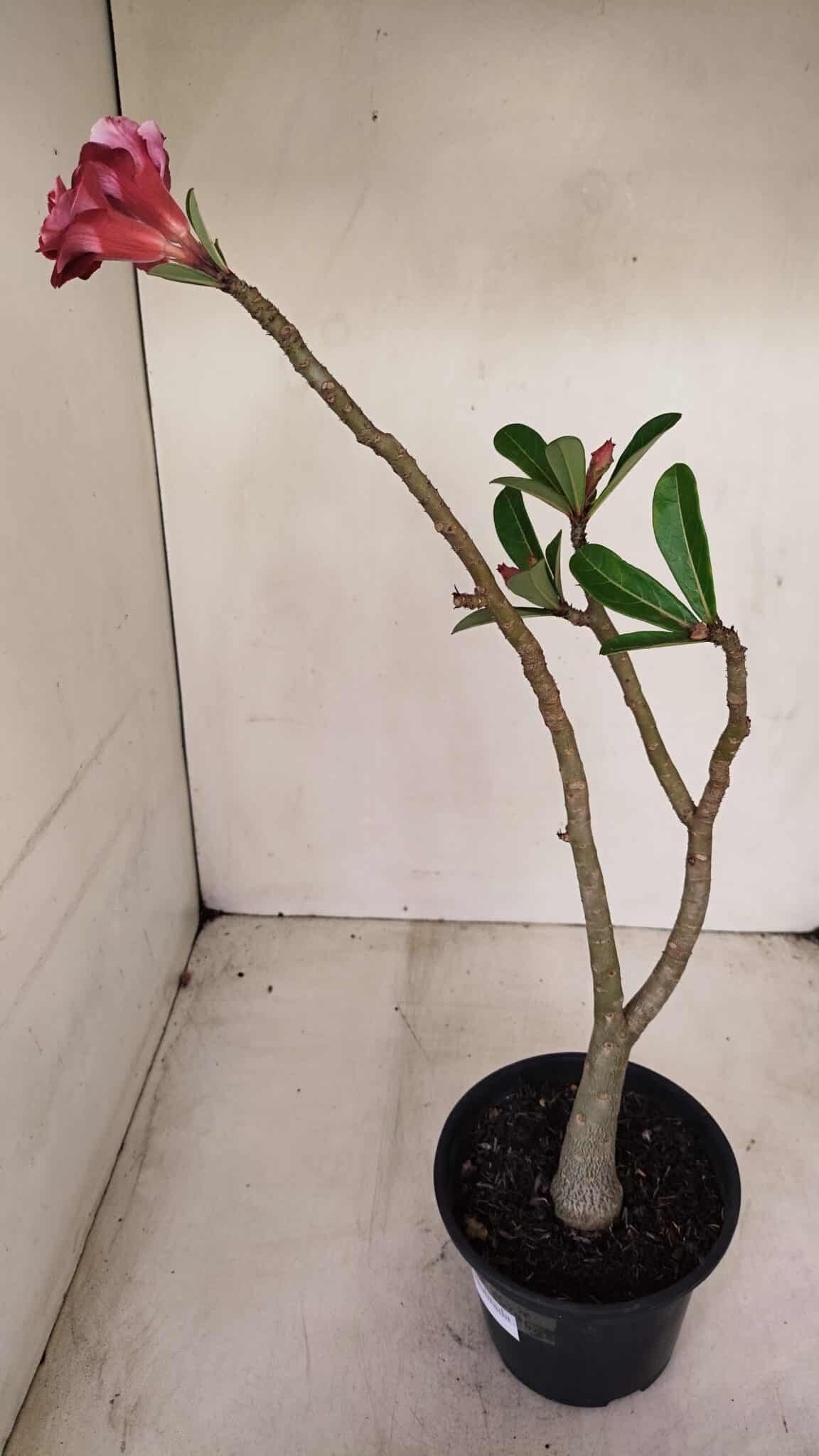 Planta Dobrada 3386 – 35cm – 03 anos - foto 5
