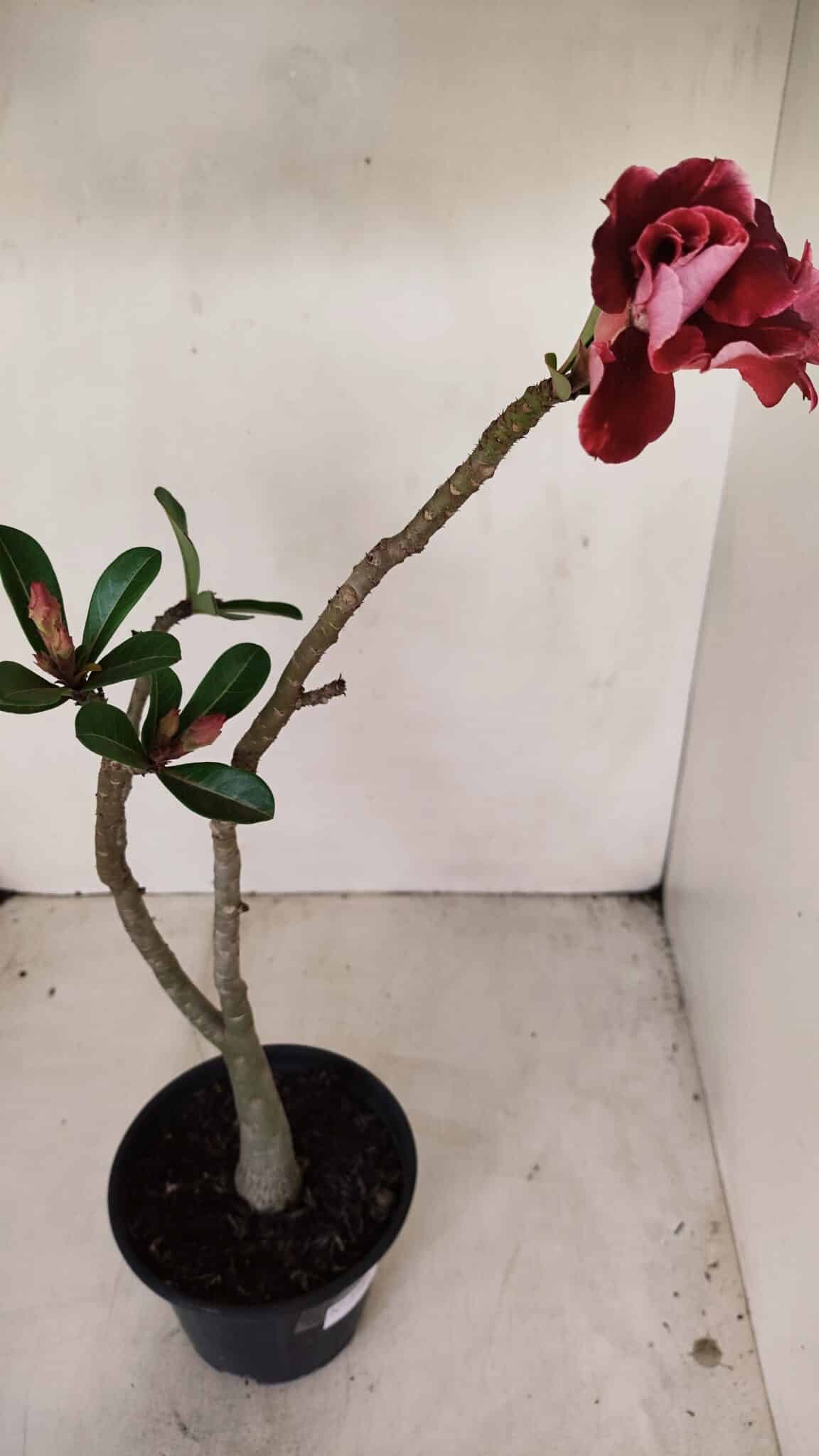 Planta Dobrada 3386 – 35cm – 03 anos - foto 4