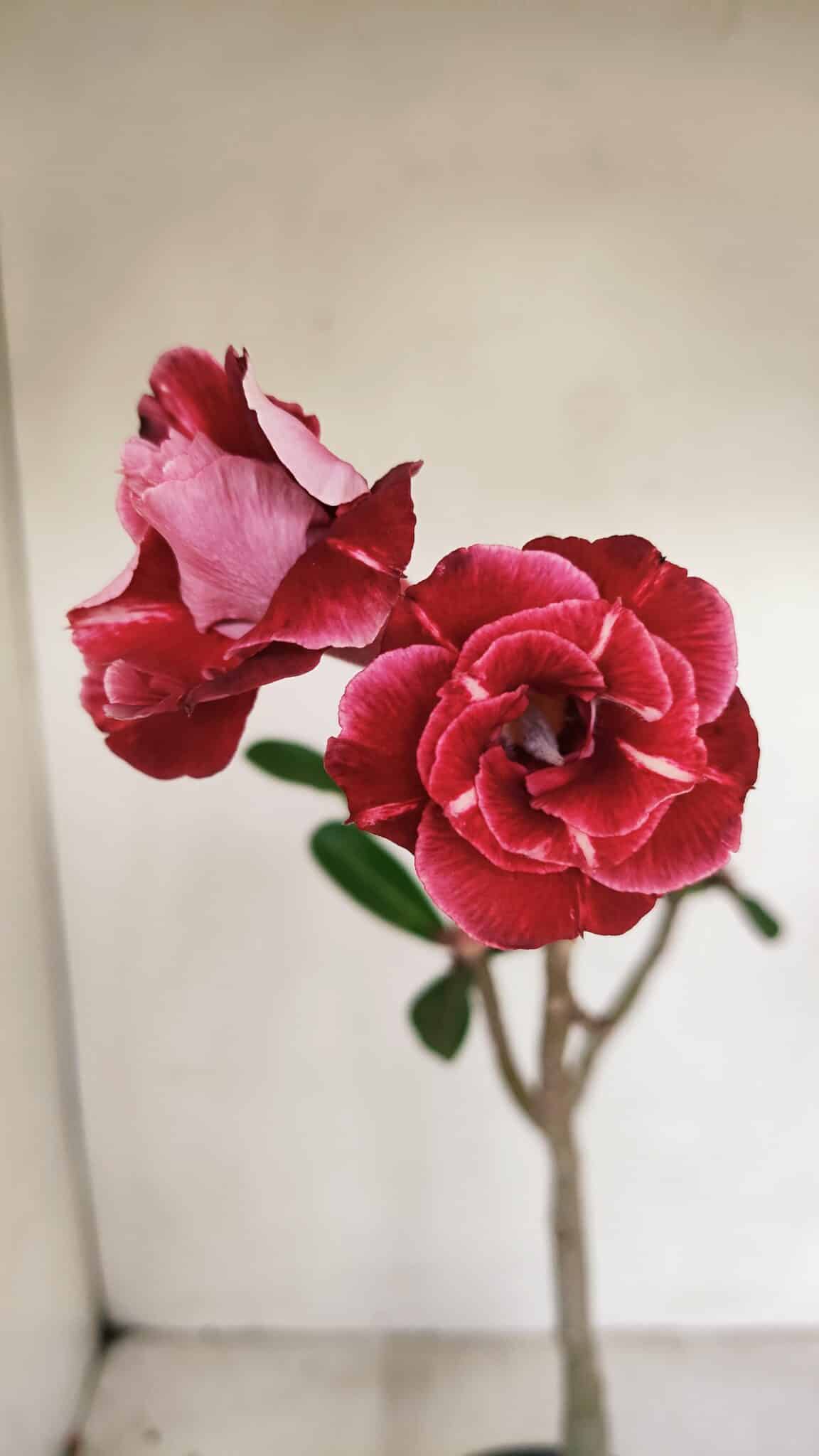 Planta Dobrada 3386 – 35cm – 03 anos - foto 3