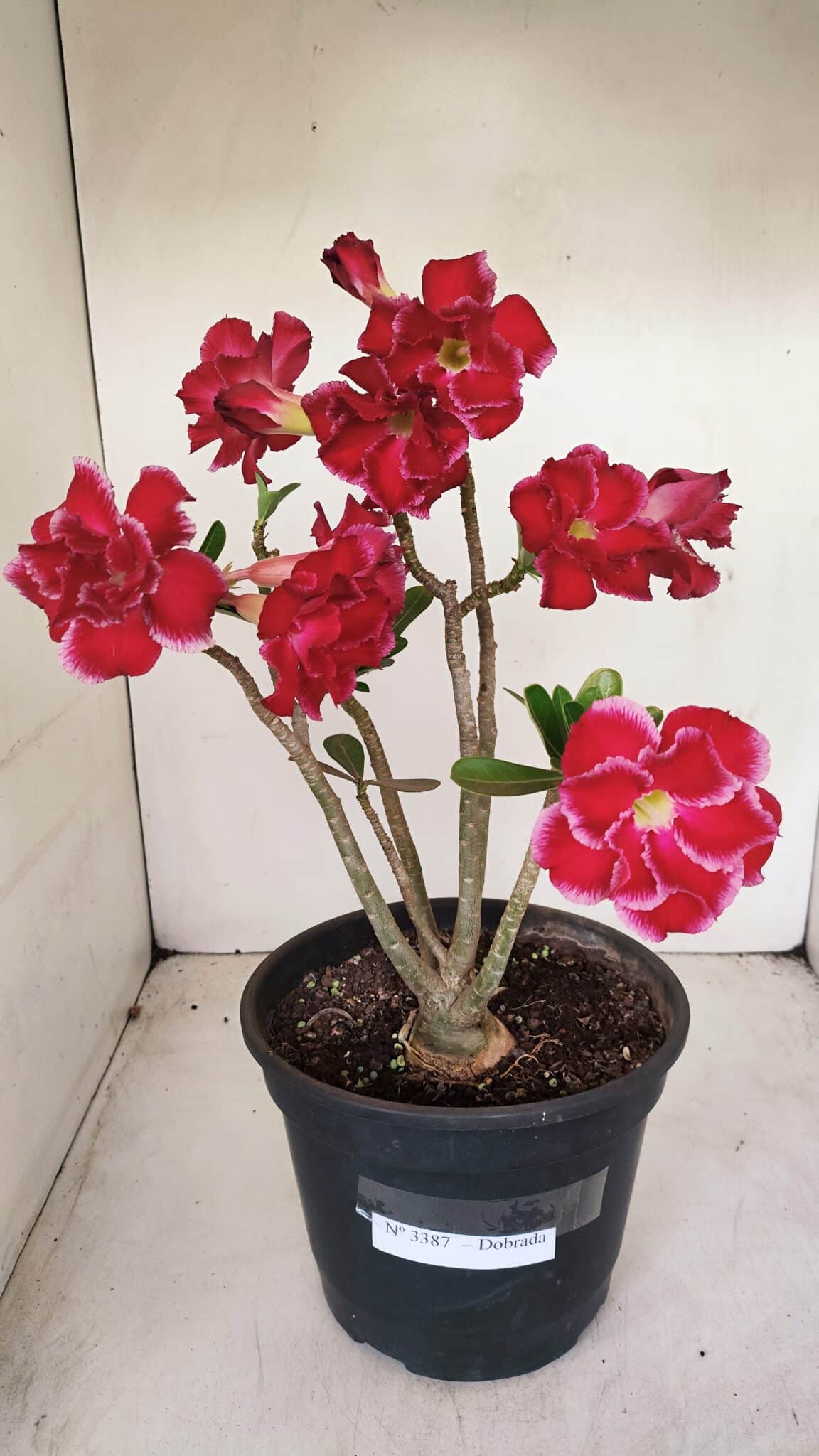 Planta Dobrada 3387 – 35cm – 03 anos - foto 2