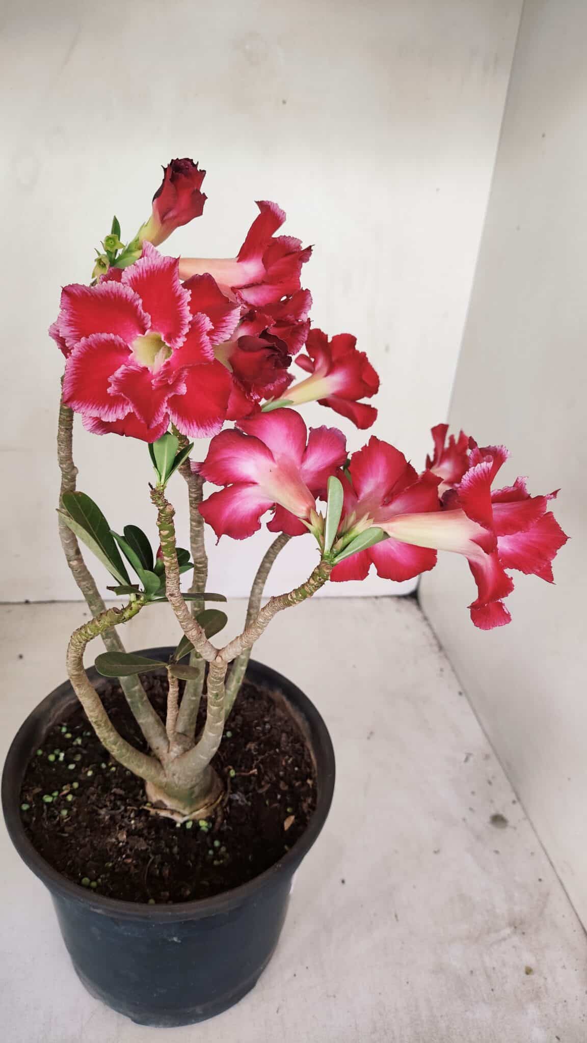Planta Dobrada 3387 – 35cm – 03 anos - foto 6