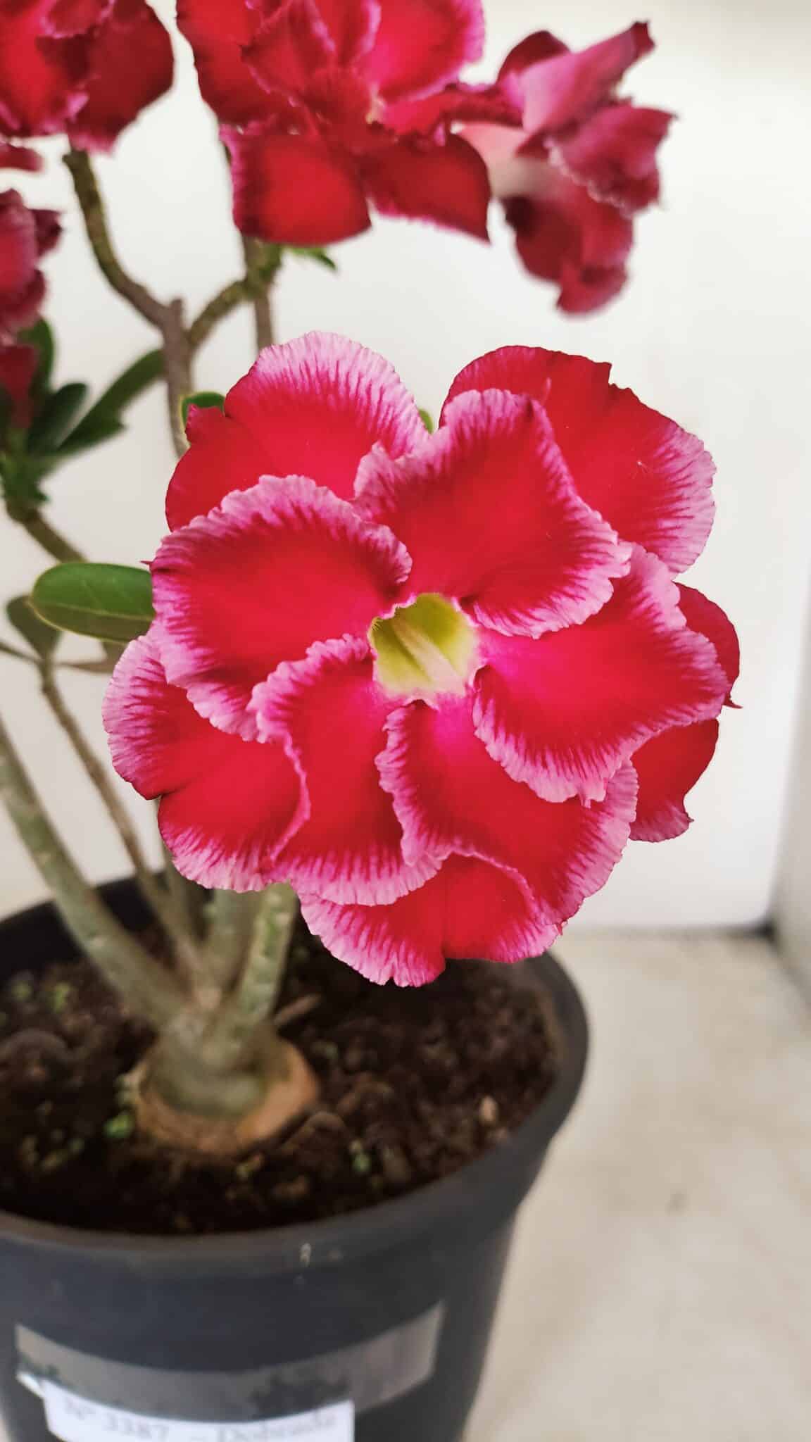 Planta Dobrada 3387 – 35cm – 03 anos - foto 3