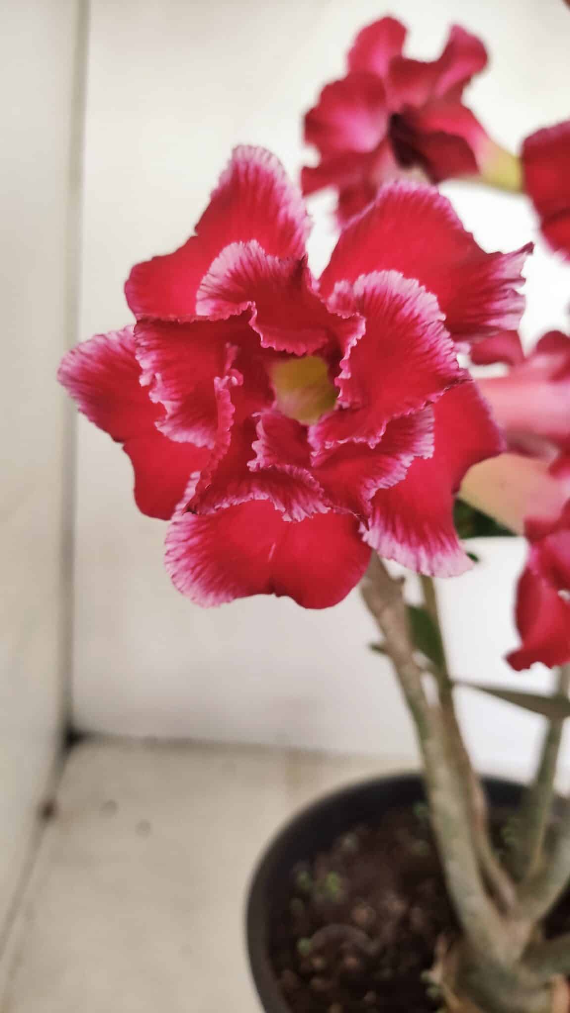 Planta Dobrada 3387 – 35cm – 03 anos - foto 4