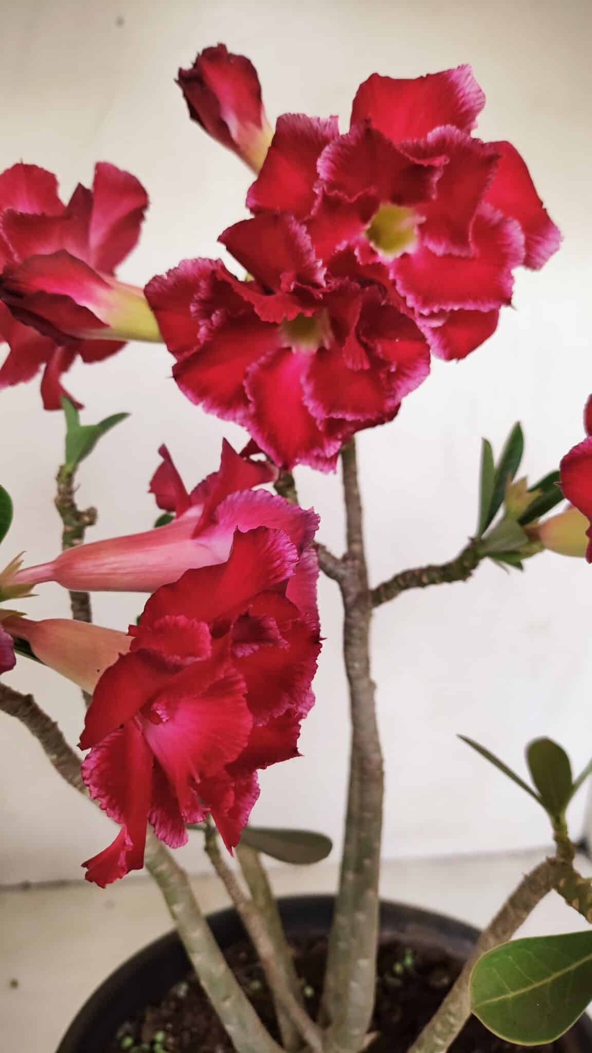Planta Dobrada 3387 – 35cm – 03 anos - foto 7