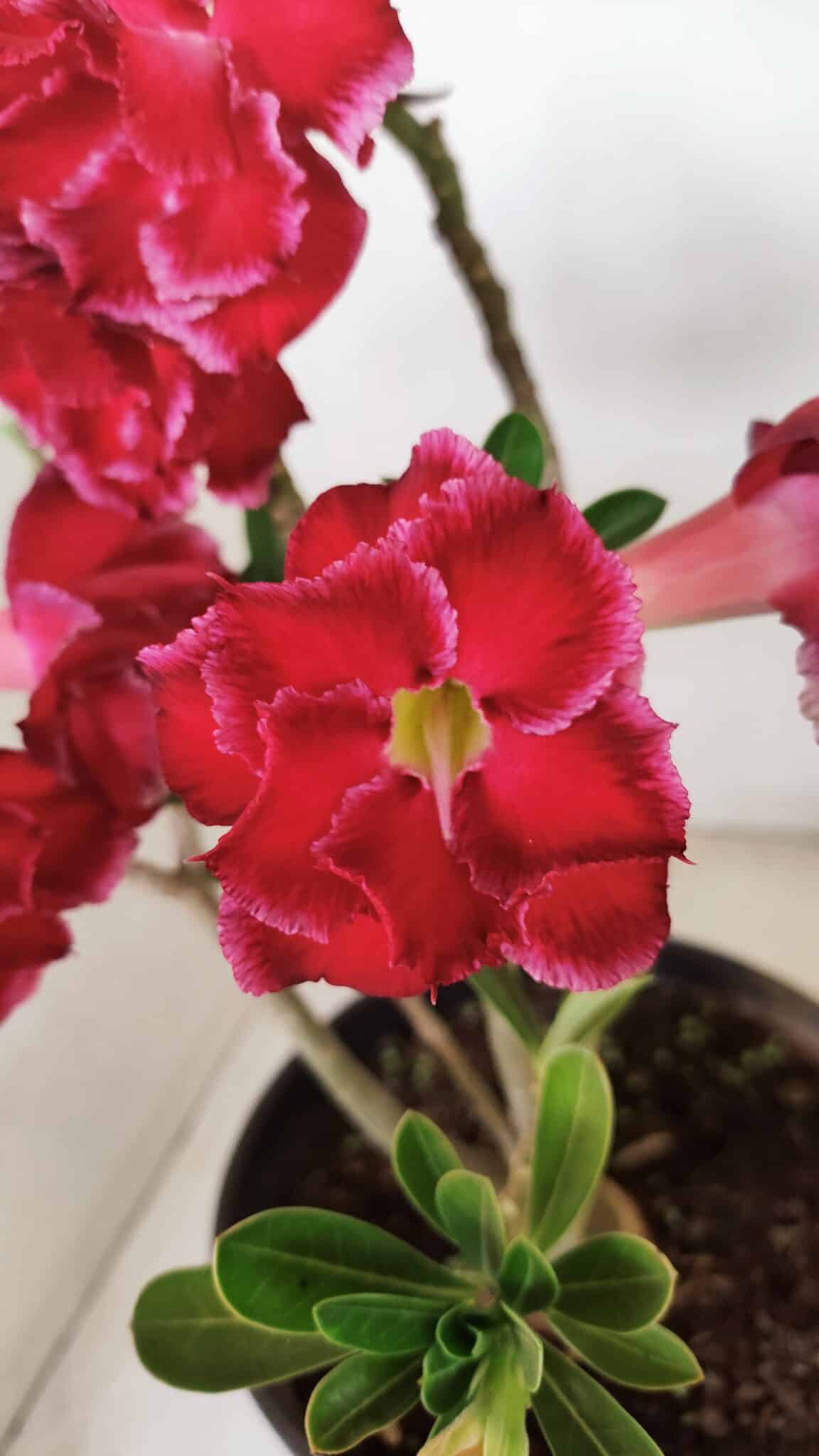 Planta Dobrada 3387 – 35cm – 03 anos - foto 11