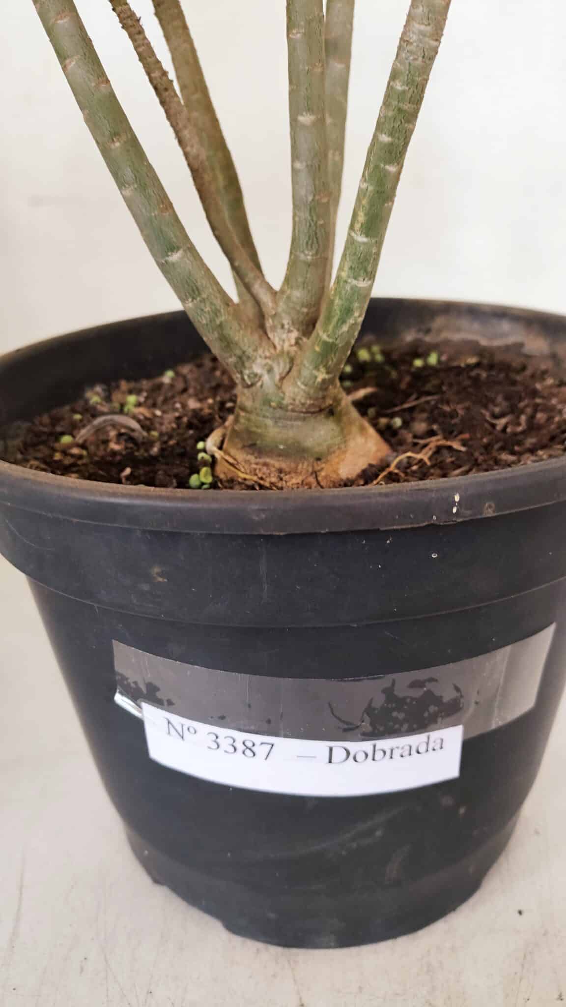 Planta Dobrada 3387 – 35cm – 03 anos - foto 10