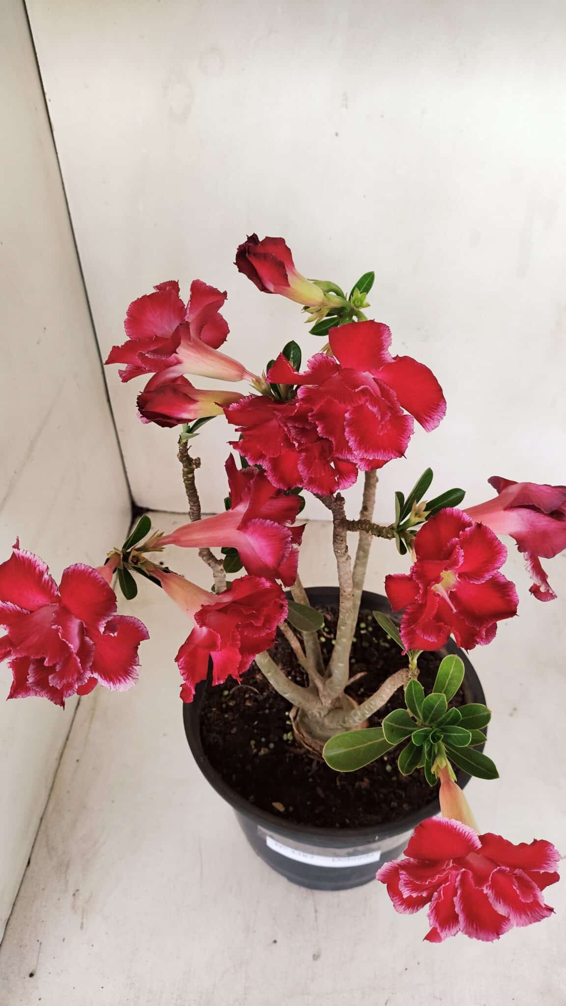 Planta Dobrada 3387 – 35cm – 03 anos - foto 5