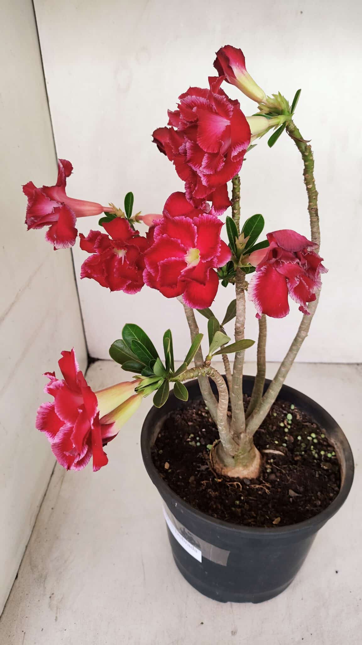 Planta Dobrada 3387 – 35cm – 03 anos - foto 9