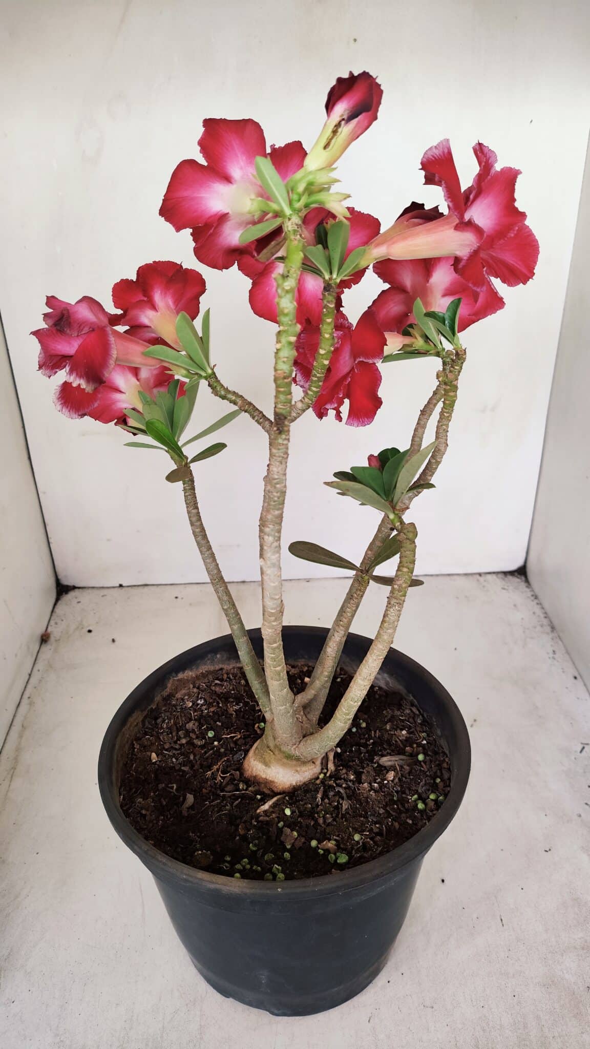 Planta Dobrada 3387 – 35cm – 03 anos - foto 8