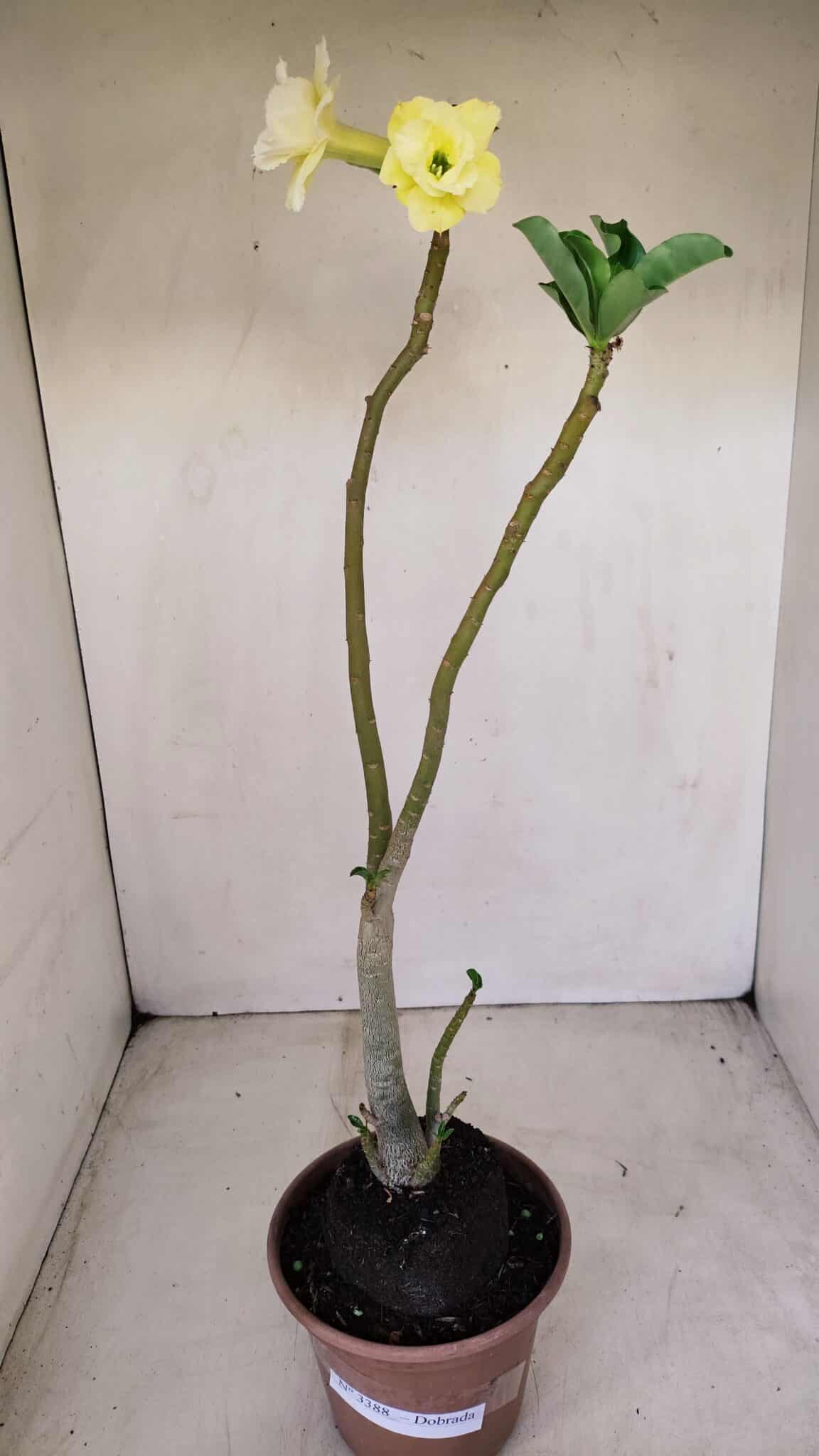 Planta Dobrada 3388 – 35cm – 03 anos - foto 2