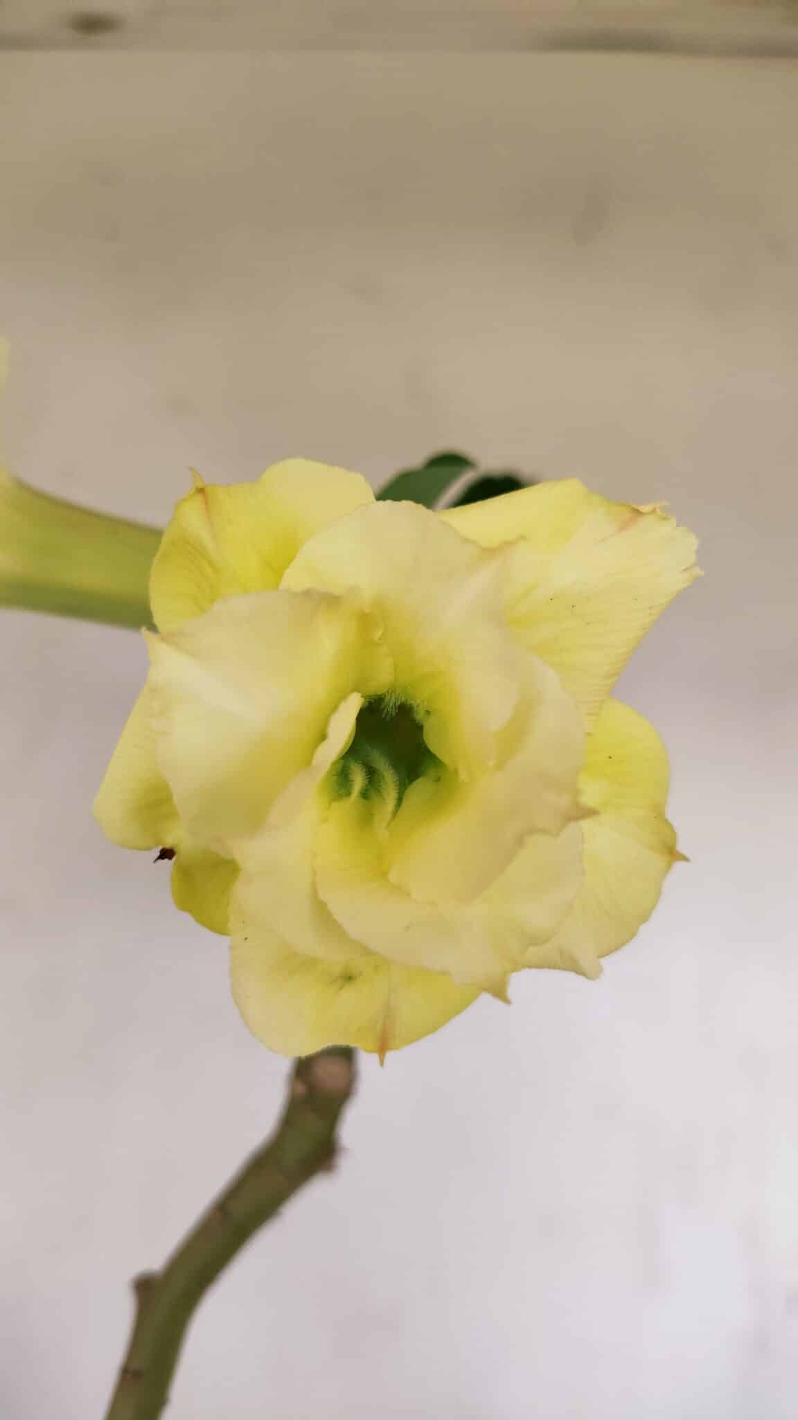 Planta Dobrada 3388 – 35cm – 03 anos - foto 3