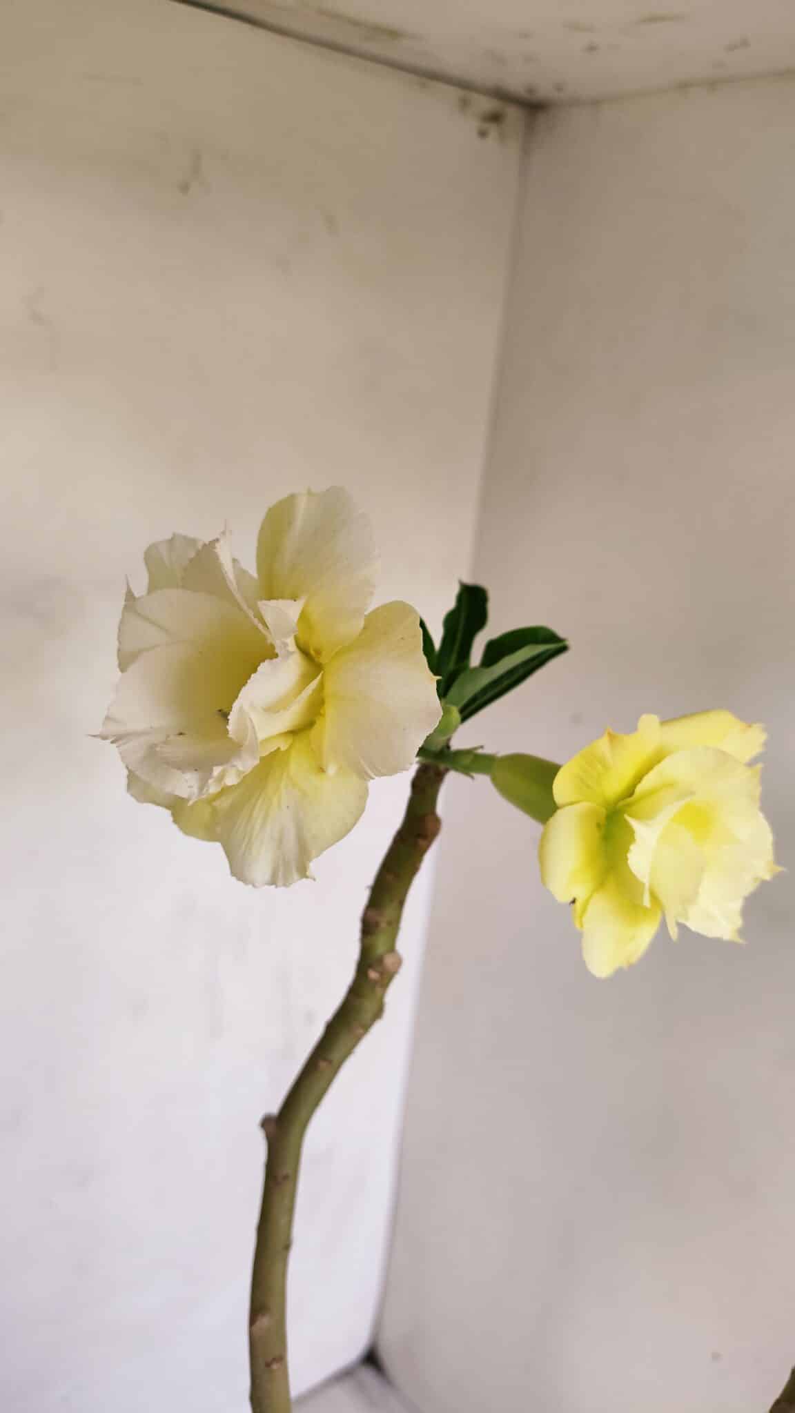 Planta Dobrada 3388 – 35cm – 03 anos - foto 4