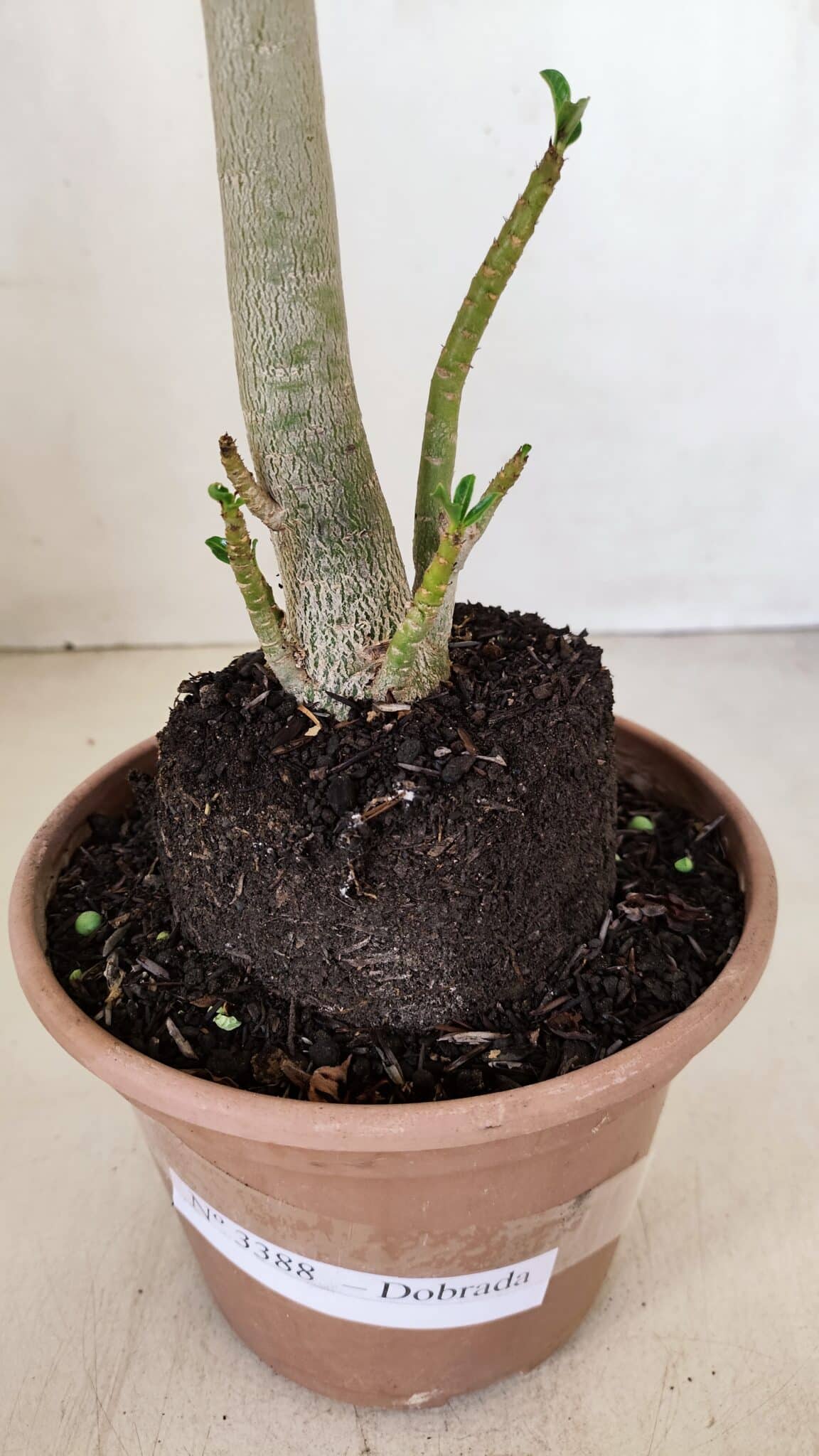 Planta Dobrada 3388 – 35cm – 03 anos - foto 6