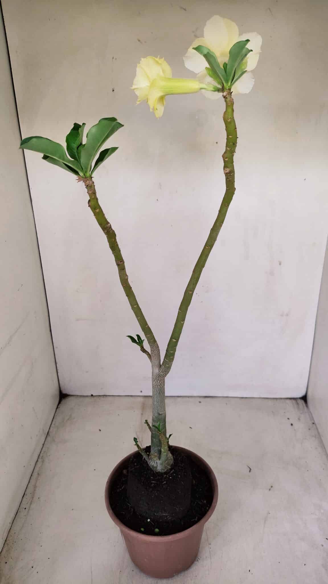 Planta Dobrada 3388 – 35cm – 03 anos - foto 5