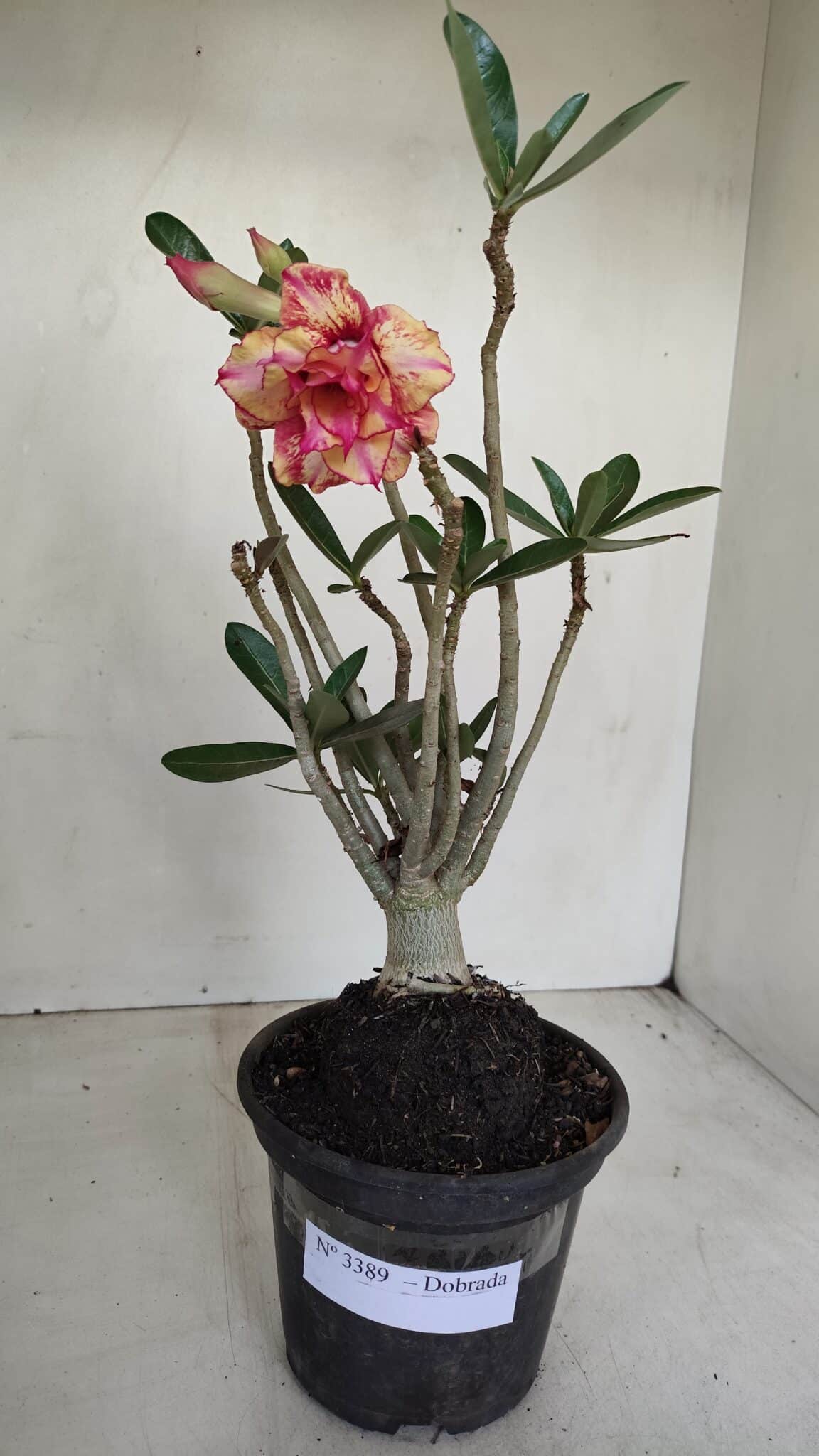 Planta Dobrada 3389 – 30cm – 03 anos - foto 2