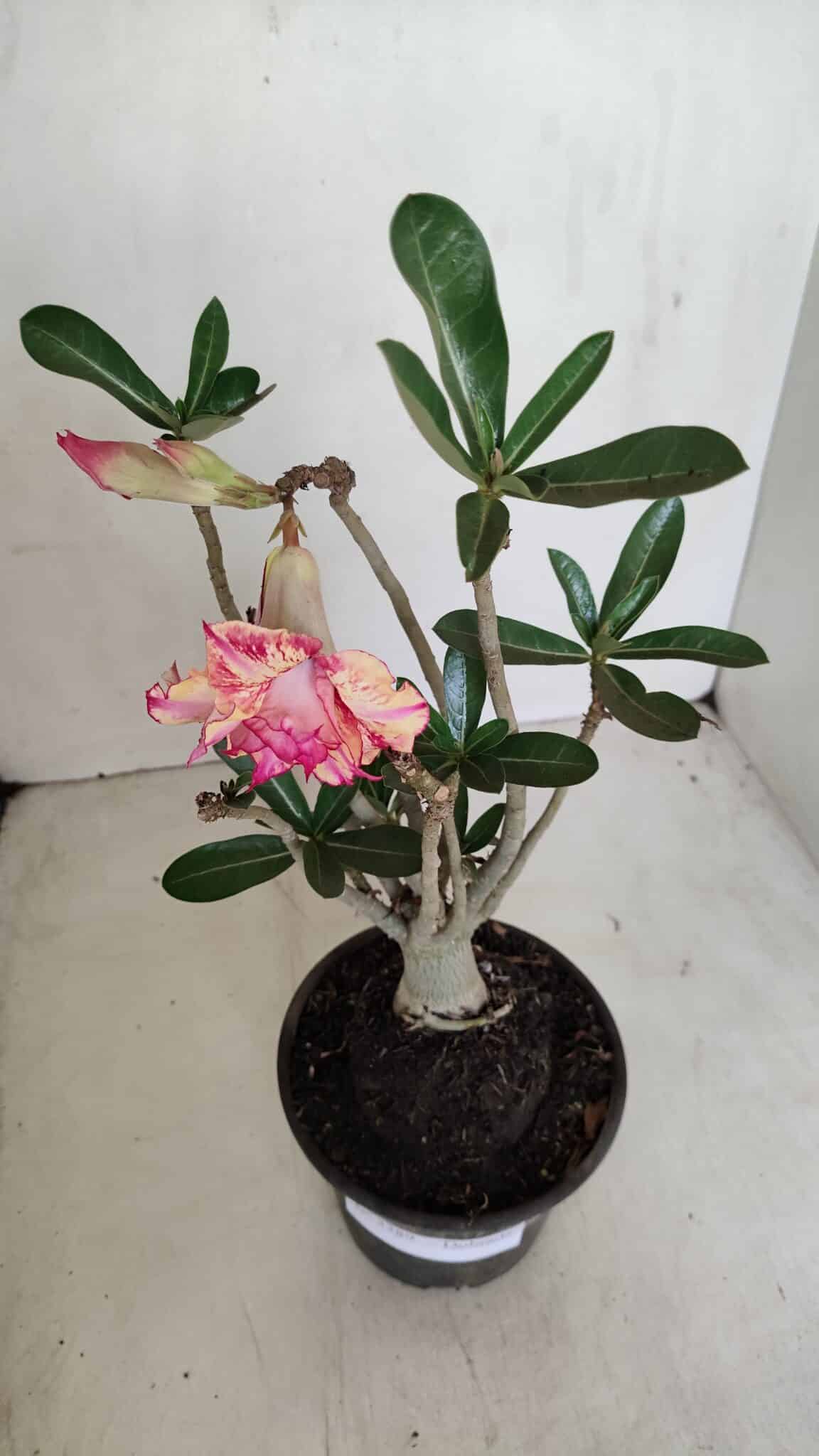 Planta Dobrada 3389 – 30cm – 03 anos - foto 4