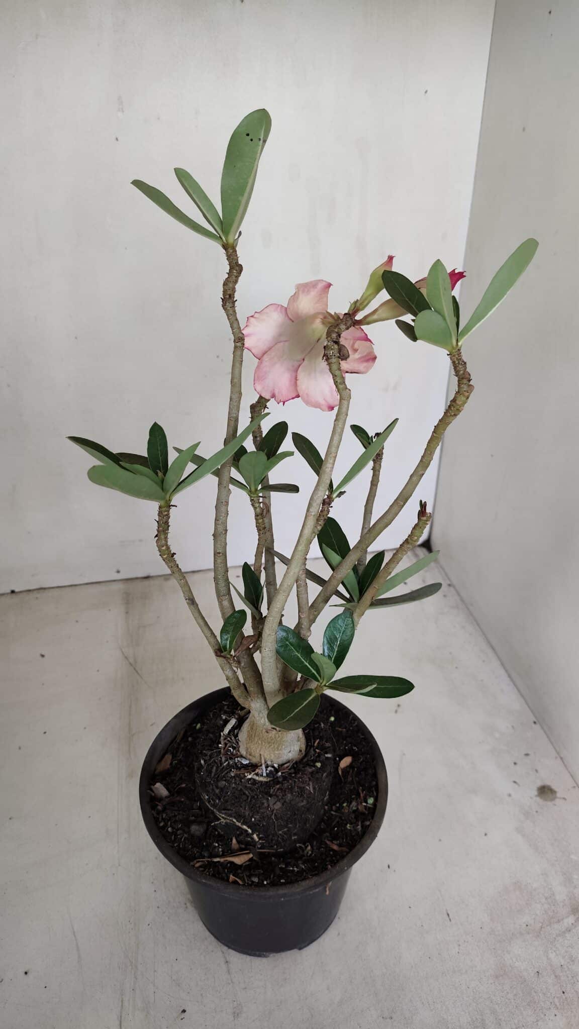 Planta Dobrada 3389 – 30cm – 03 anos - foto 5