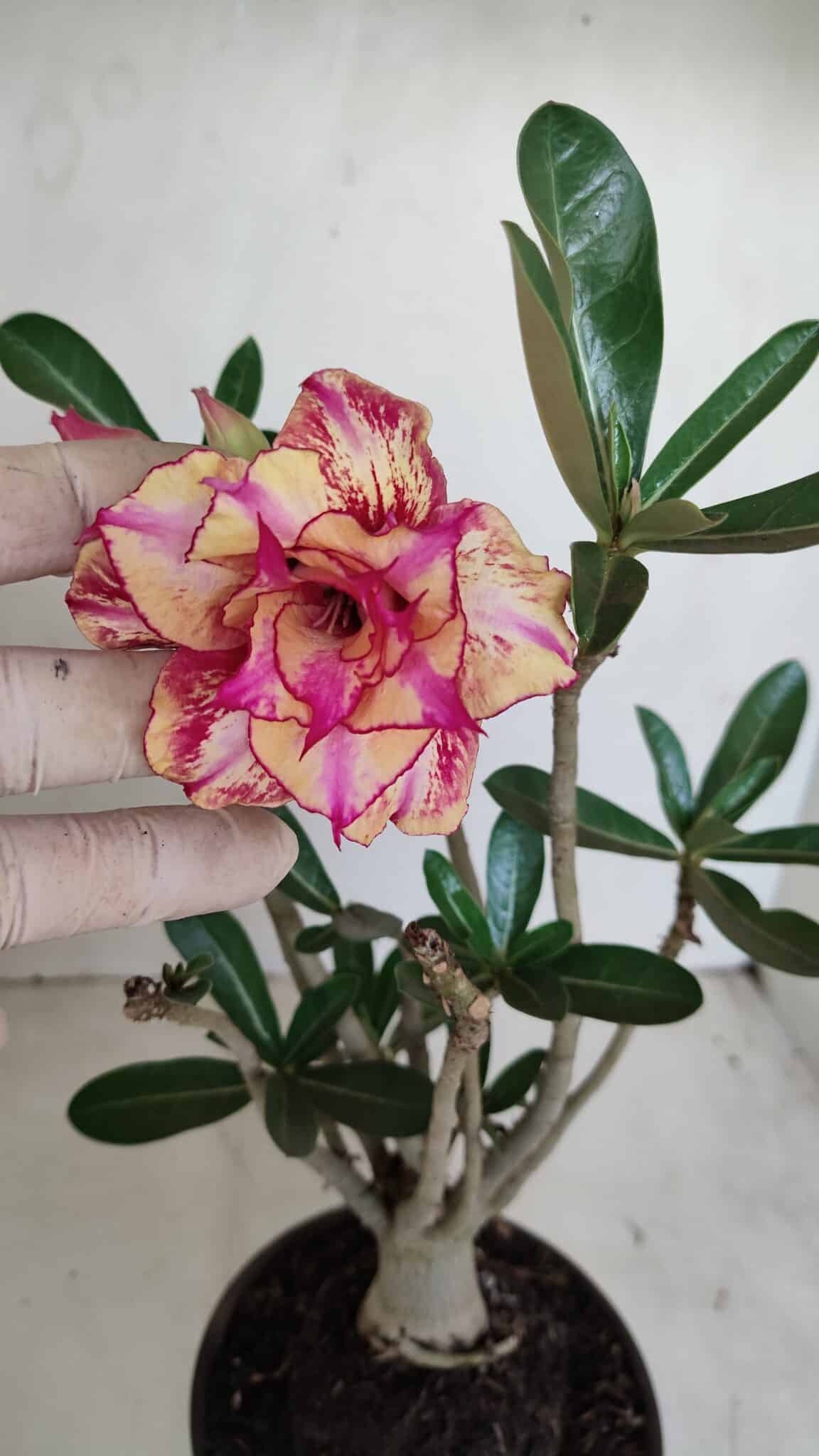 Planta Dobrada 3389 – 30cm – 03 anos - foto 3
