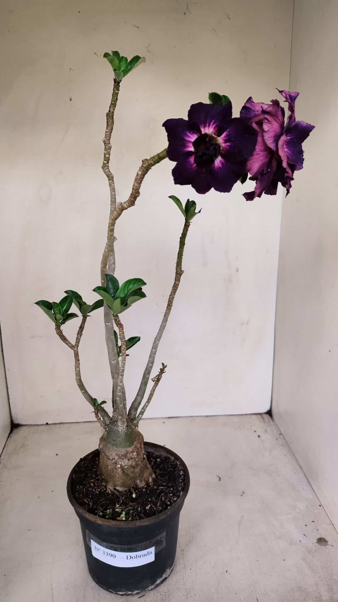 Planta Dobrada 3390 – 35cm – 03 anos - foto 2