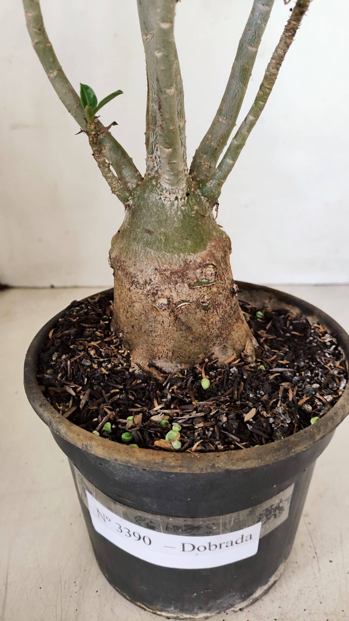 Planta Dobrada 3390 – 35cm – 03 anos - foto 7