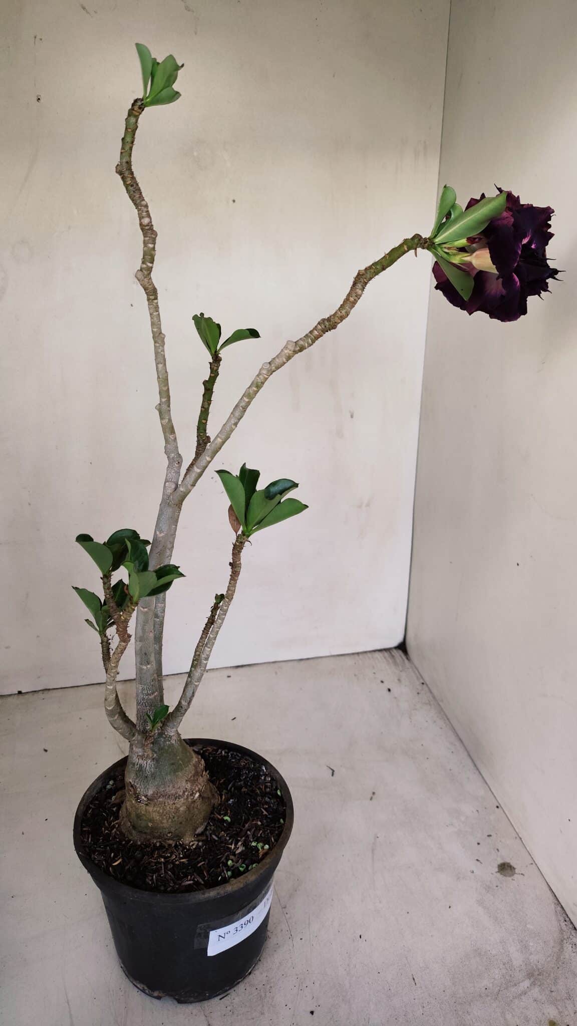 Planta Dobrada 3390 – 35cm – 03 anos - foto 6