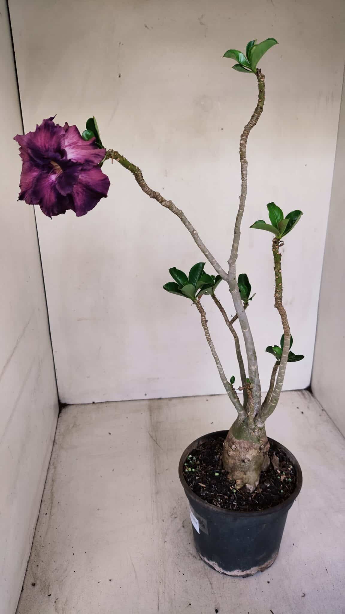 Planta Dobrada 3390 – 35cm – 03 anos - foto 5