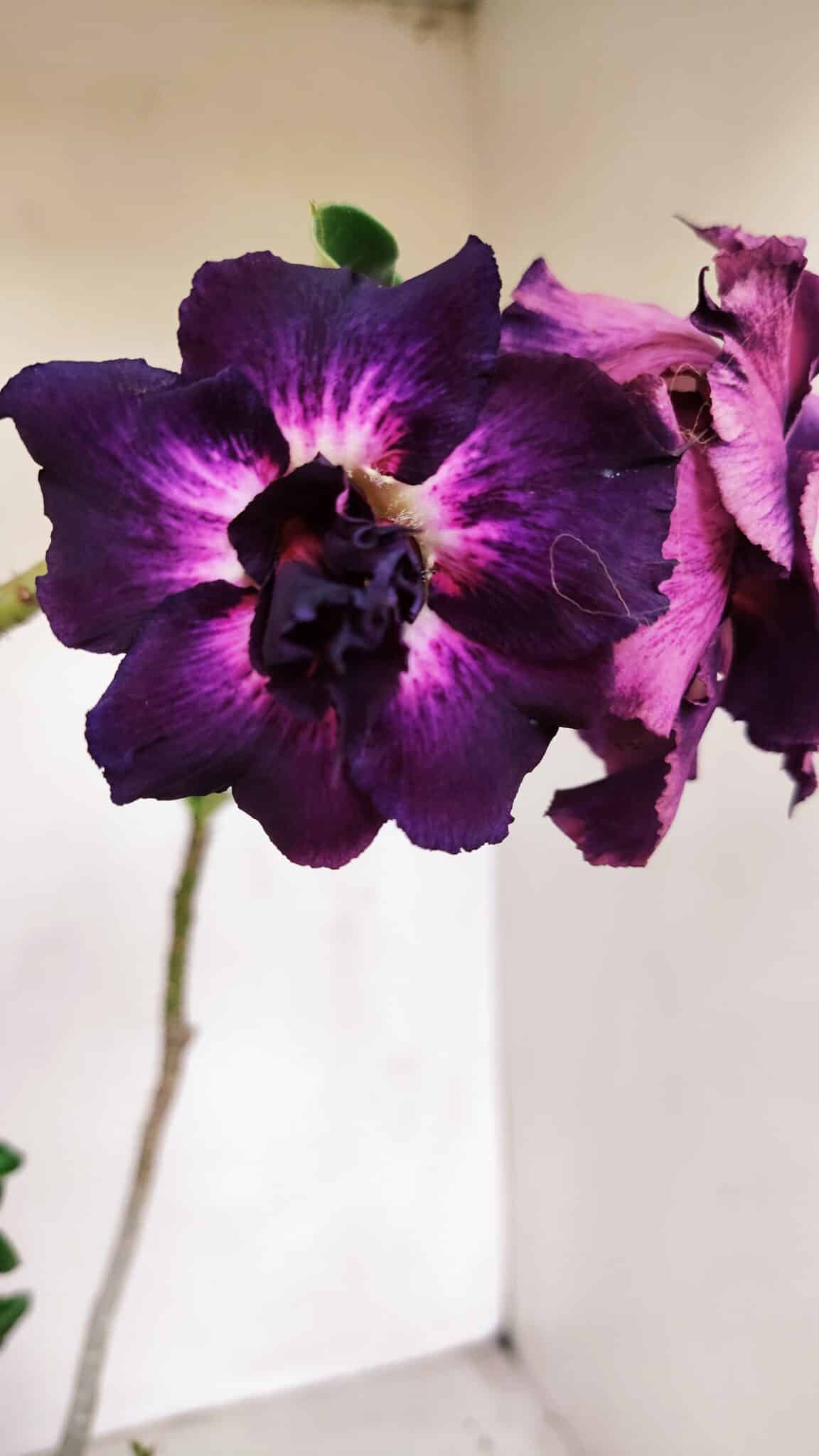 Planta Dobrada 3390 – 35cm – 03 anos - foto 3