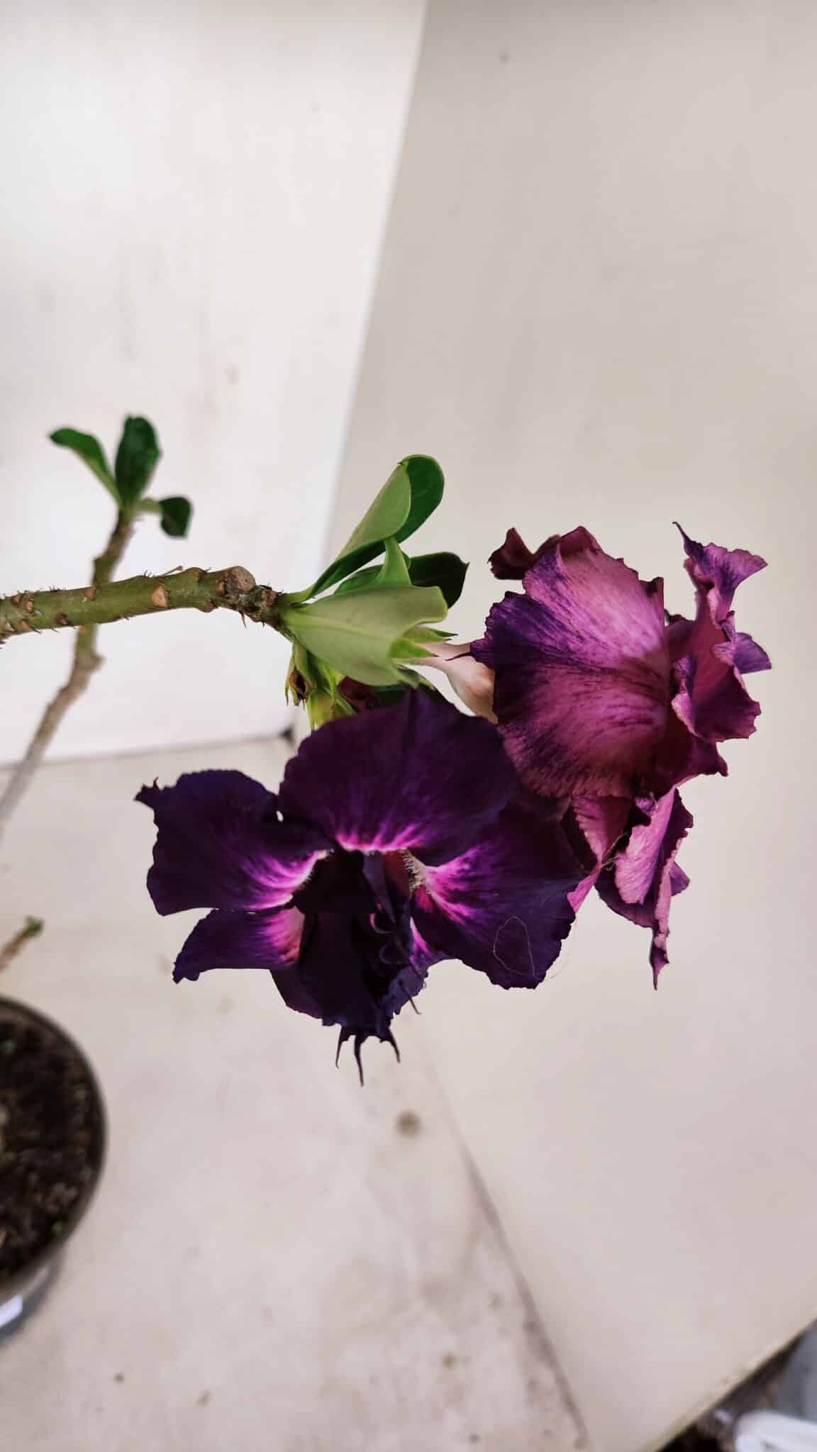 Planta Dobrada 3390 – 35cm – 03 anos - foto 4