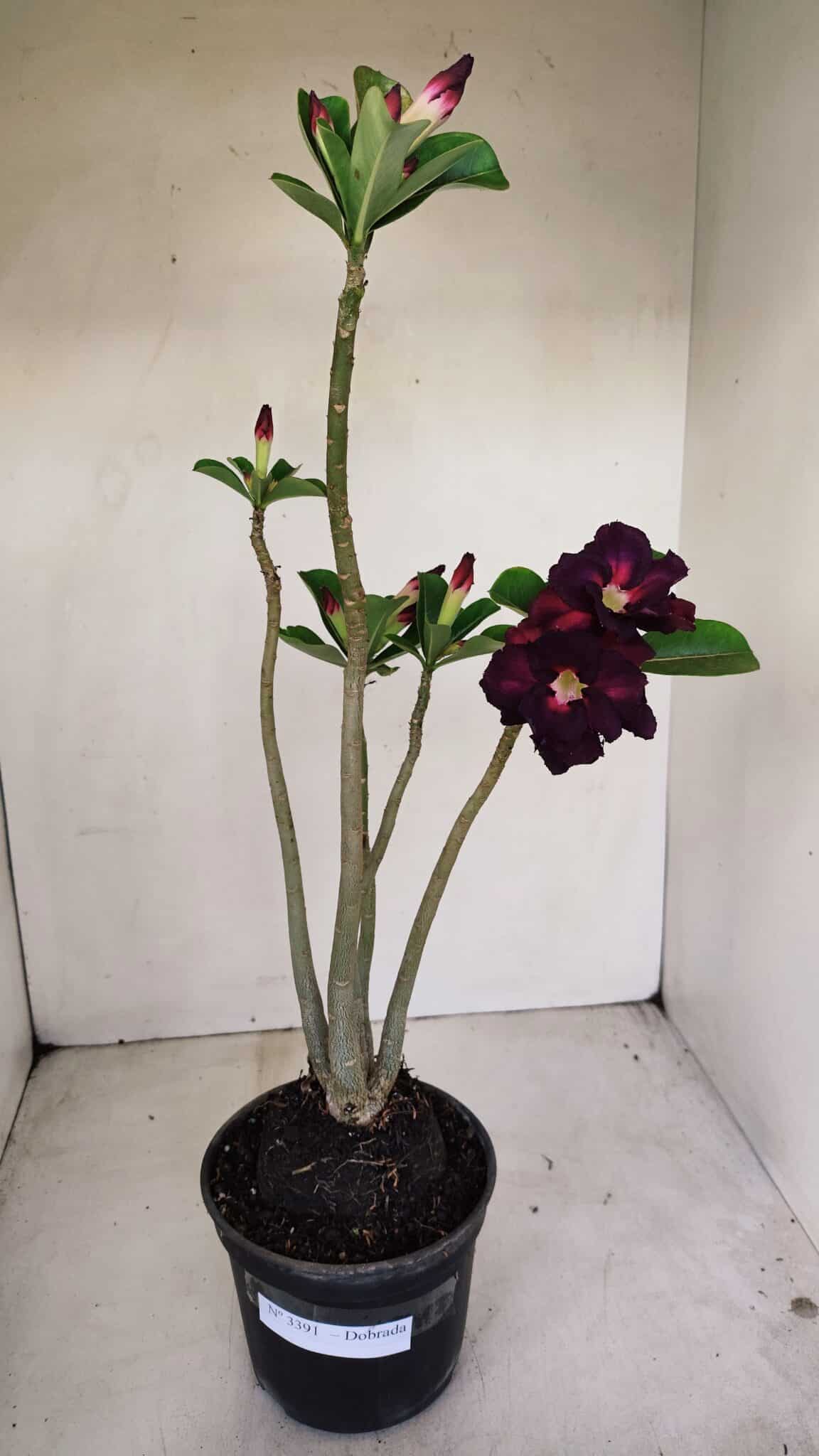 Planta Dobrada 3391 – 35cm – 03 anos - foto 2