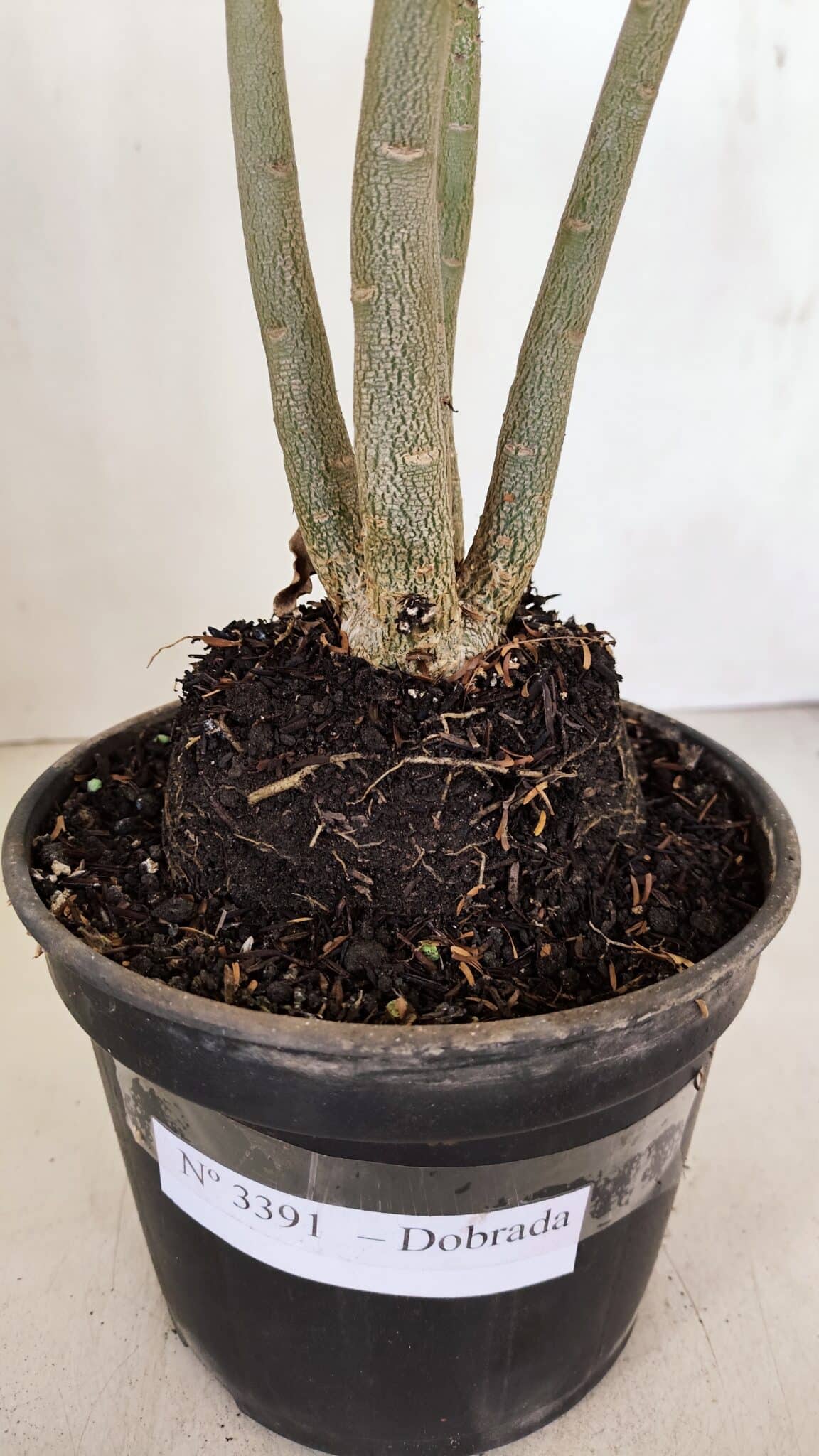 Planta Dobrada 3391 – 35cm – 03 anos - foto 6