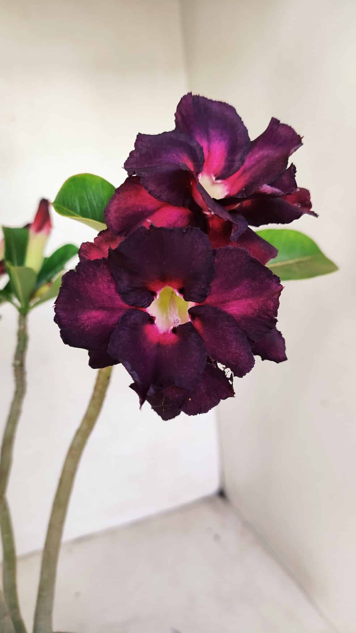 Planta Dobrada 3391 – 35cm – 03 anos - foto 4