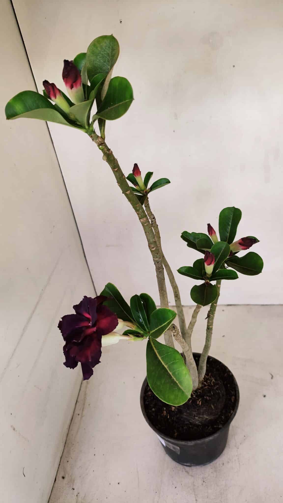Planta Dobrada 3391 – 35cm – 03 anos - foto 5