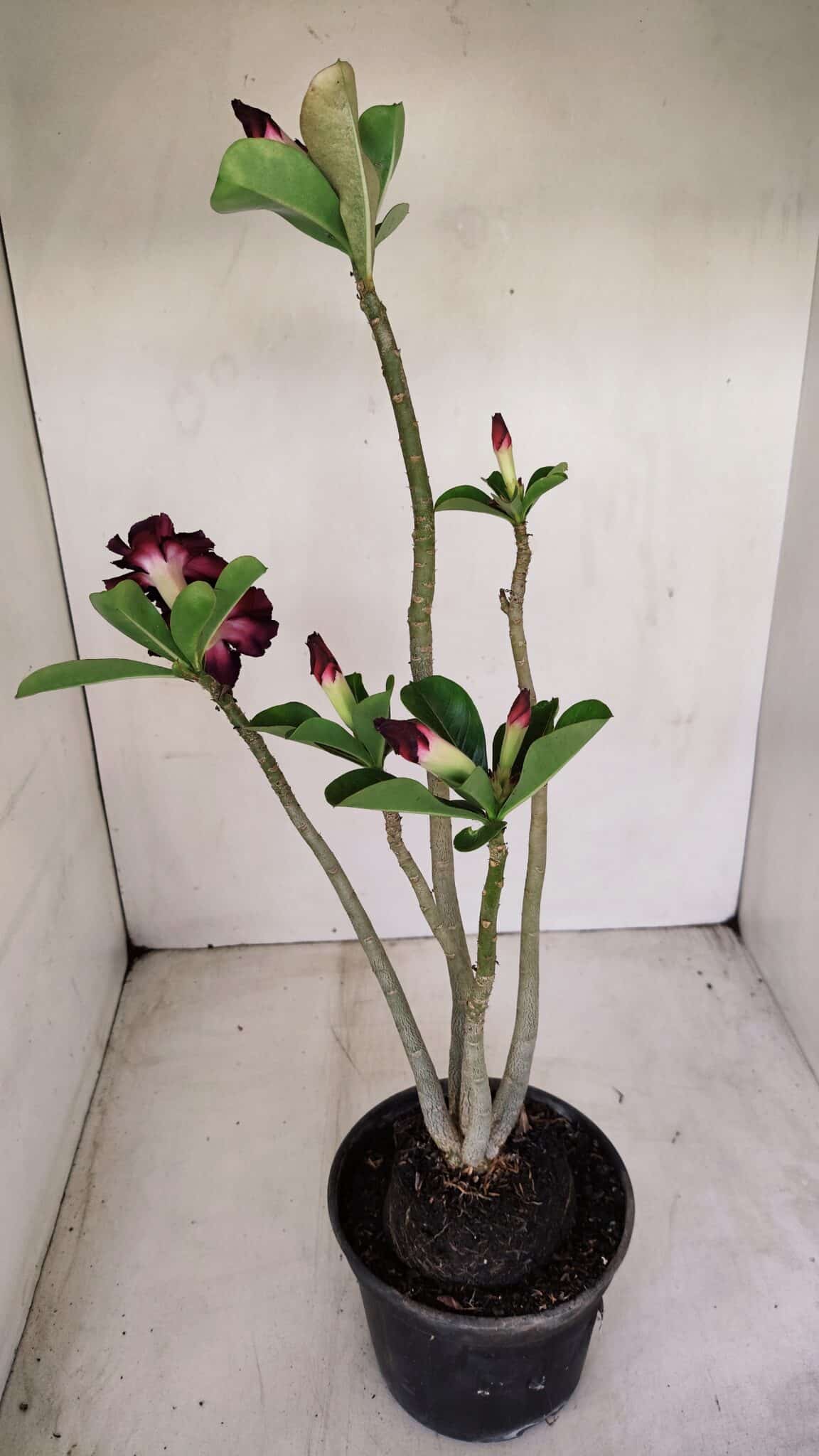 Planta Dobrada 3391 – 35cm – 03 anos - foto 7