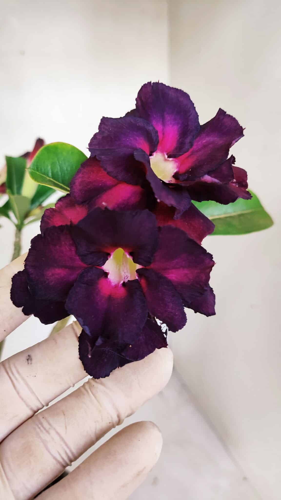 Planta Dobrada 3391 – 35cm – 03 anos - foto 3