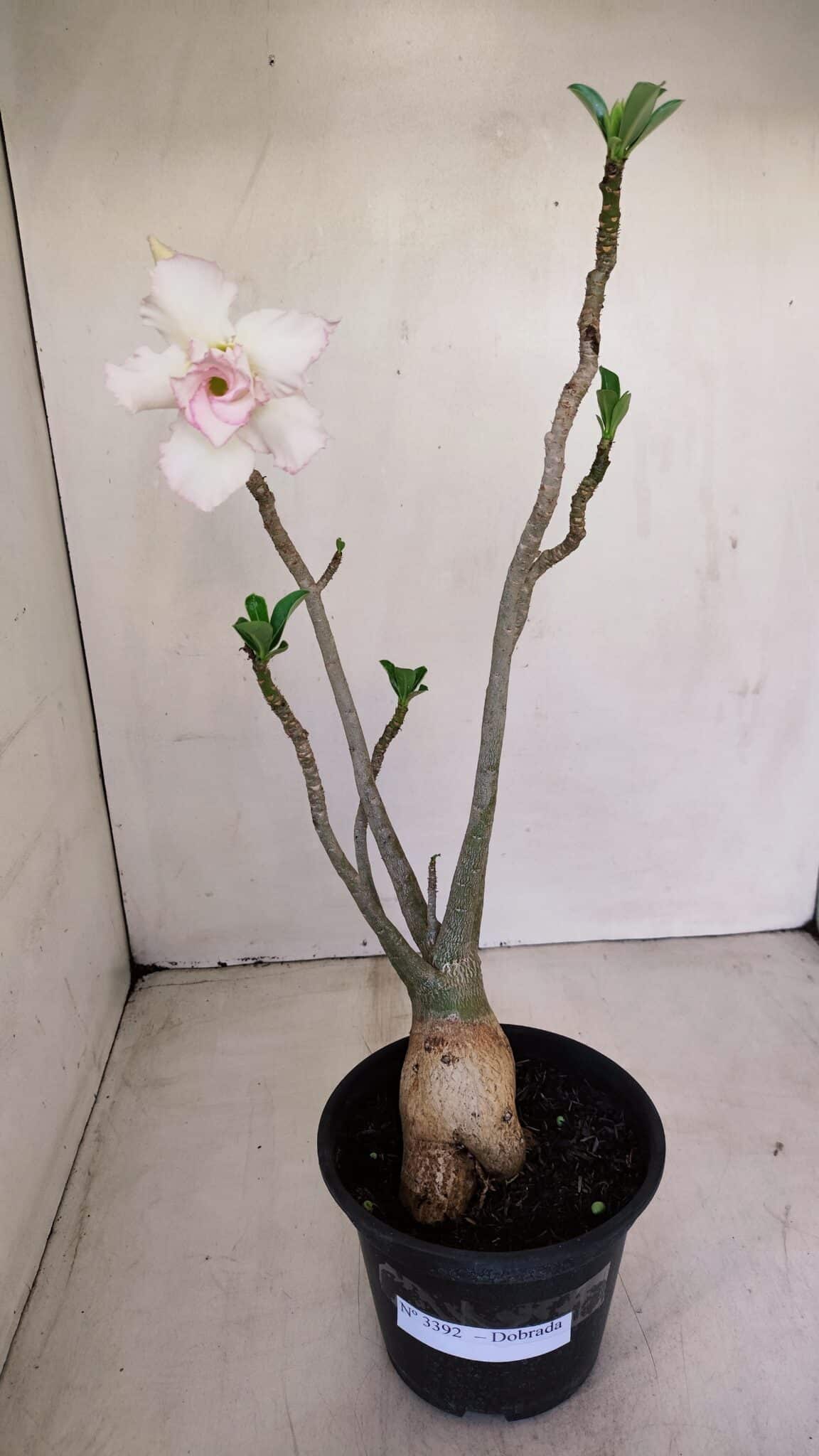 Planta Dobrada 3392 – 35cm – 03 anos - foto 2