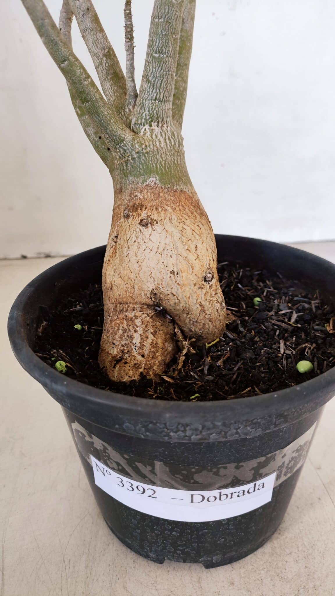 Planta Dobrada 3392 – 35cm – 03 anos - foto 7