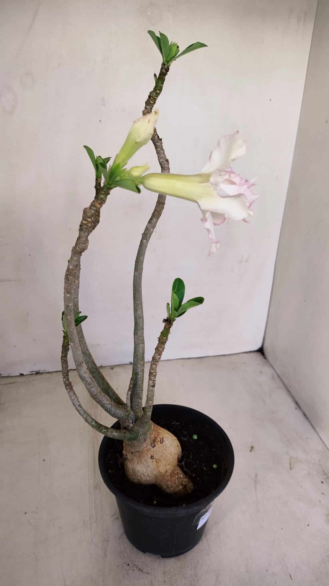Planta Dobrada 3392 – 35cm – 03 anos - foto 6