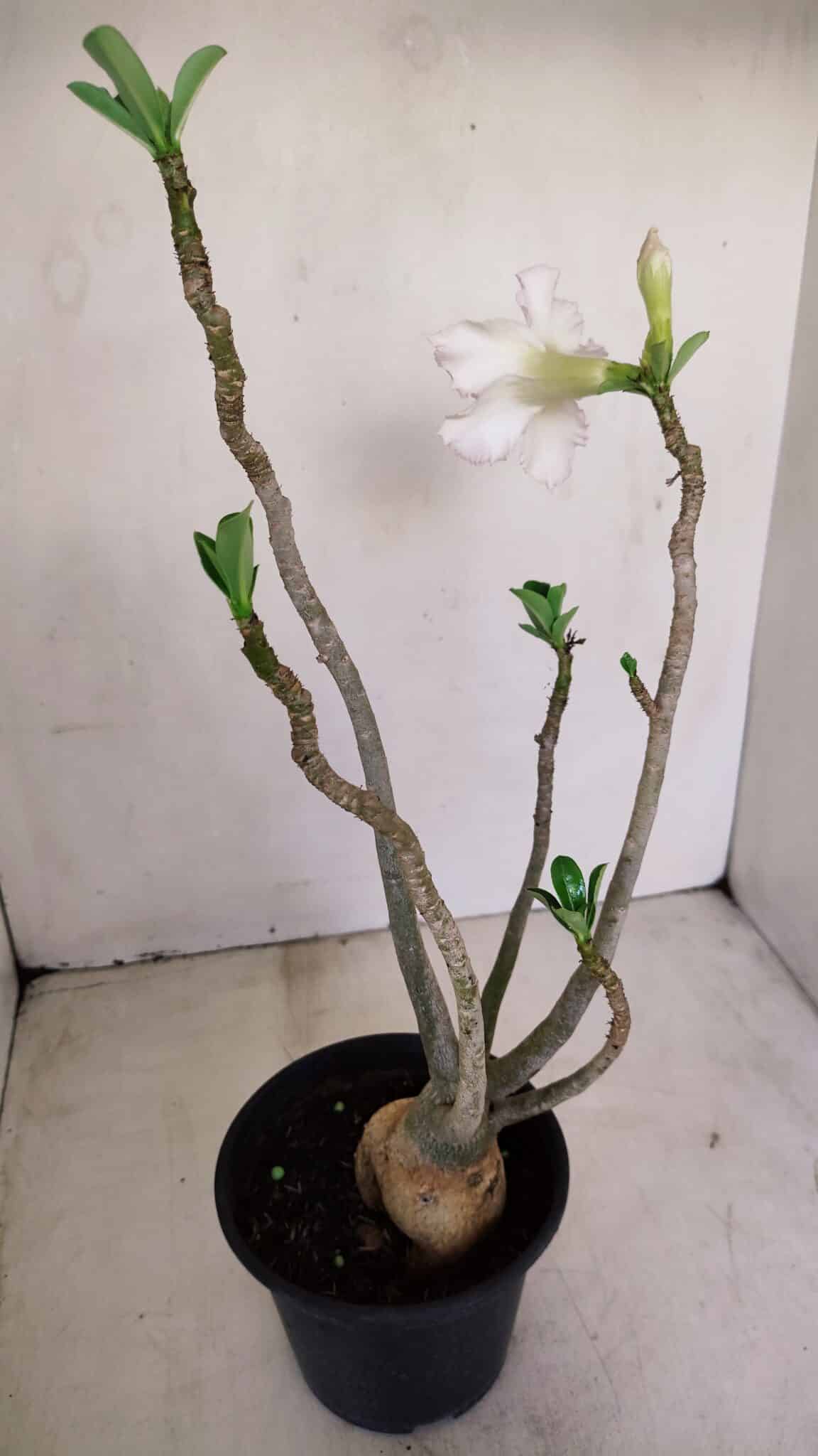 Planta Dobrada 3392 – 35cm – 03 anos - foto 5