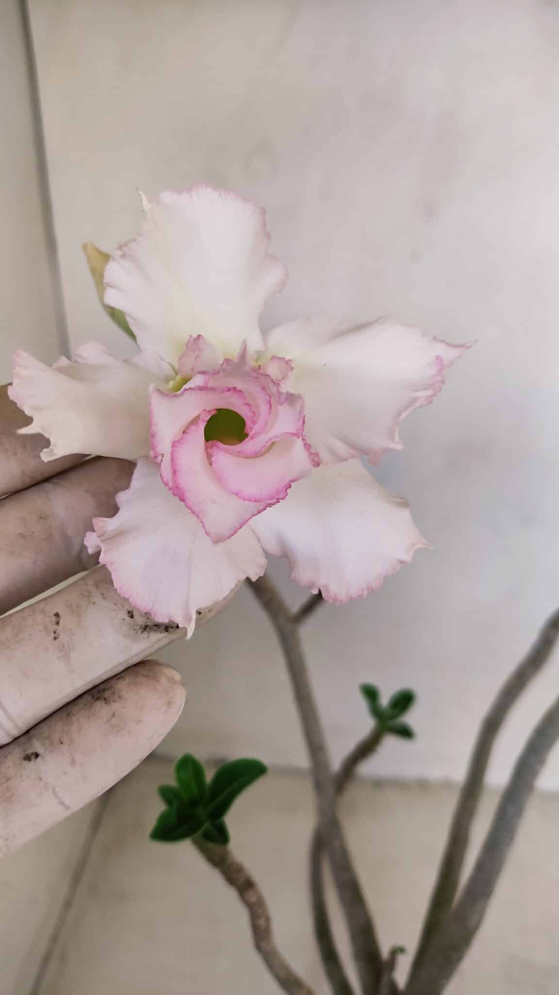 Planta Dobrada 3392 – 35cm – 03 anos - foto 4
