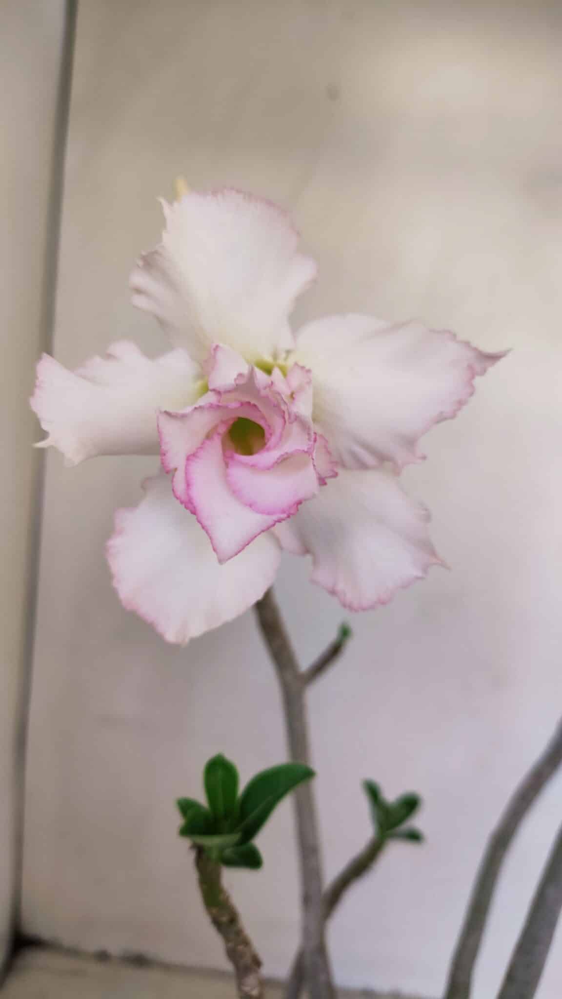 Planta Dobrada 3392 – 35cm – 03 anos - foto 3