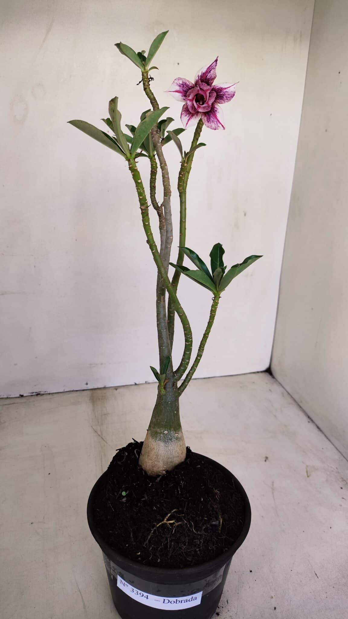 Planta Dobrada 3394 – 35cm – 03 anos - foto 2