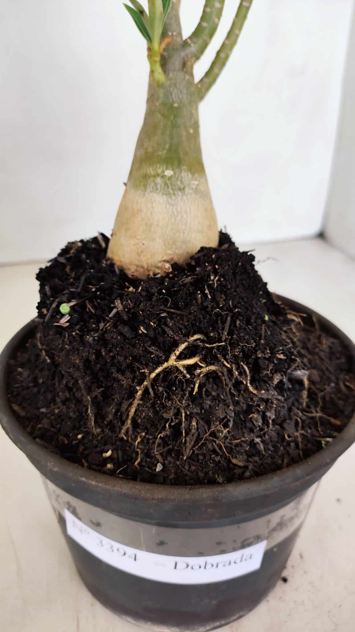 Planta Dobrada 3394 – 35cm – 03 anos - foto 6