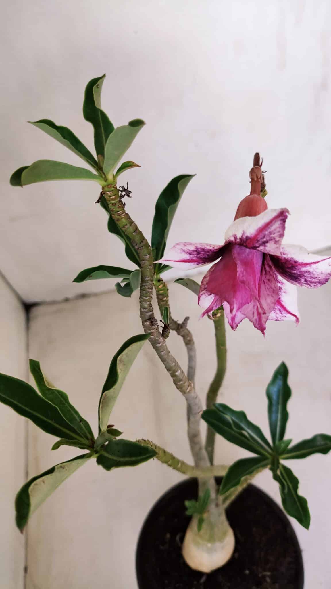Planta Dobrada 3394 – 35cm – 03 anos - foto 4