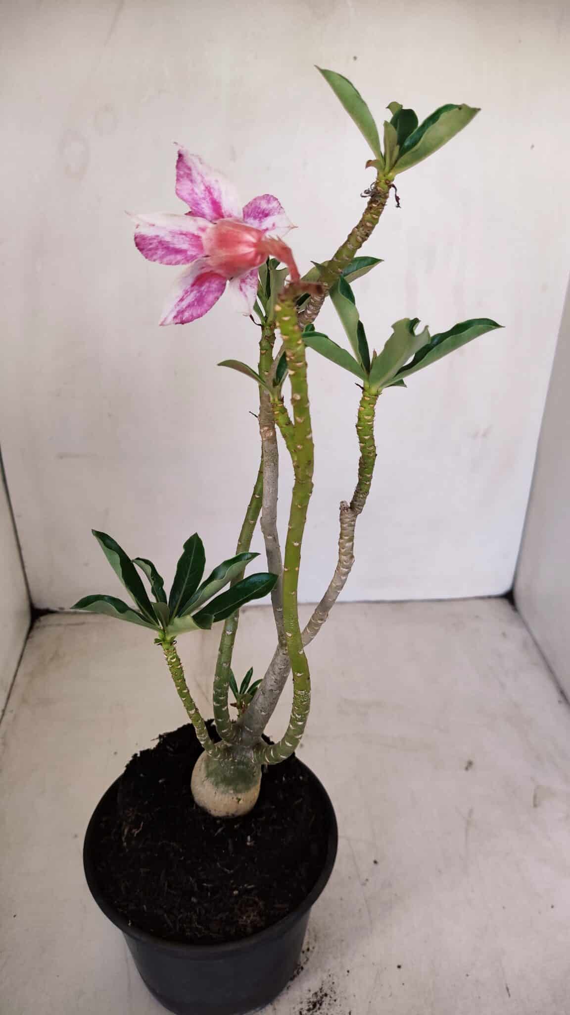 Planta Dobrada 3394 – 35cm – 03 anos - foto 5