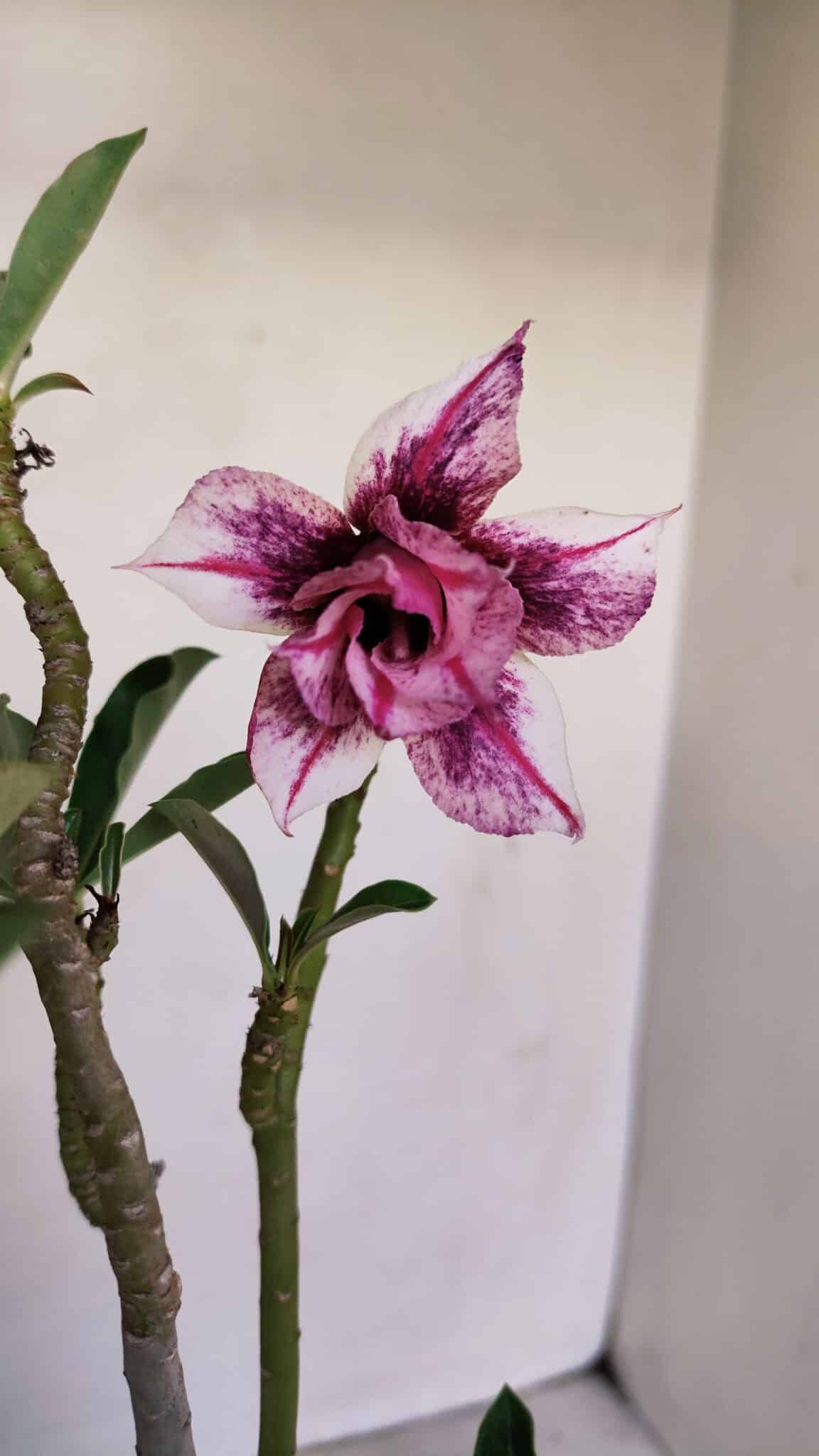 Planta Dobrada 3394 – 35cm – 03 anos - foto 3