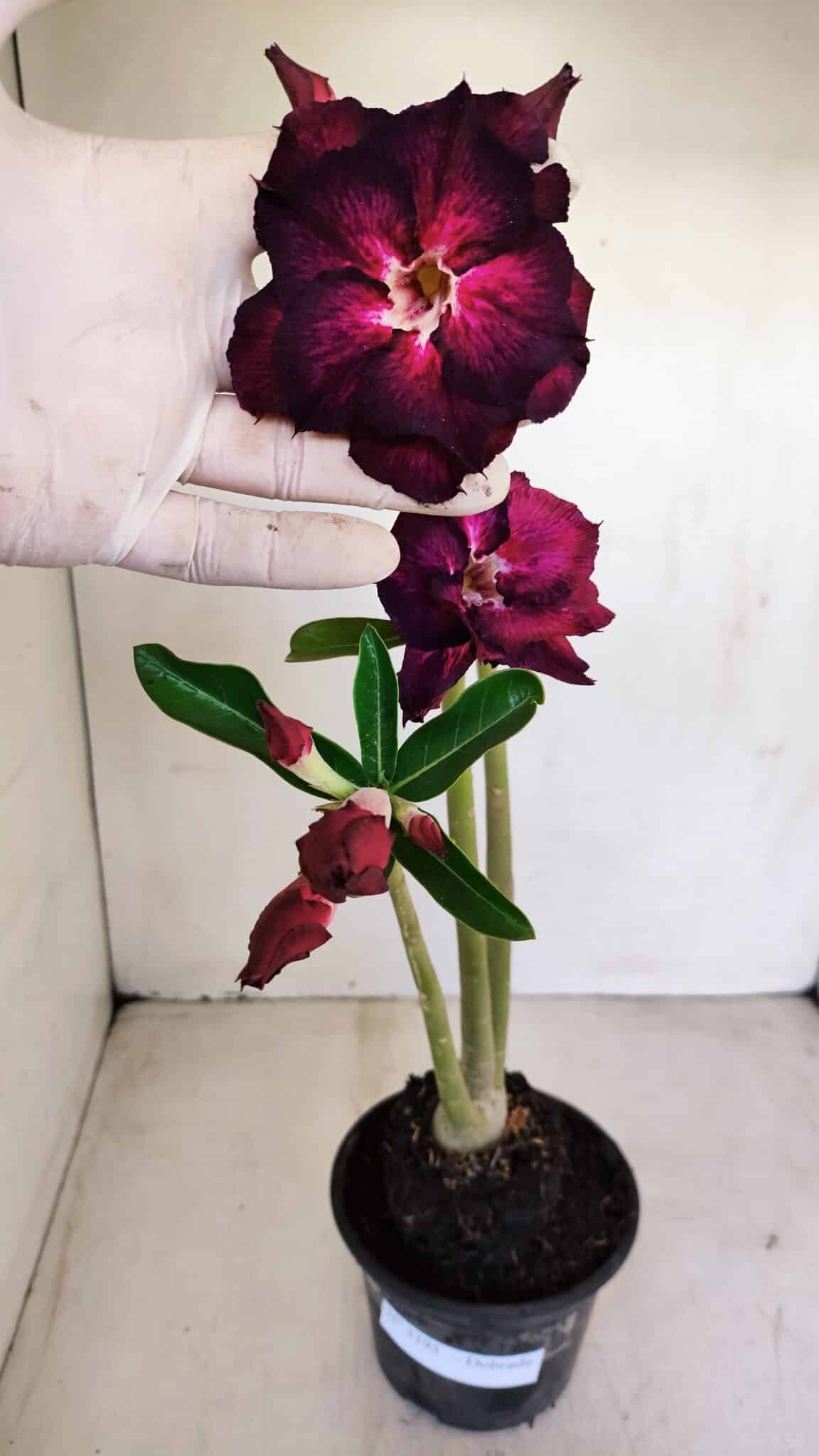 Planta Dobrada 3395 – 35cm – 03 anos - foto 2