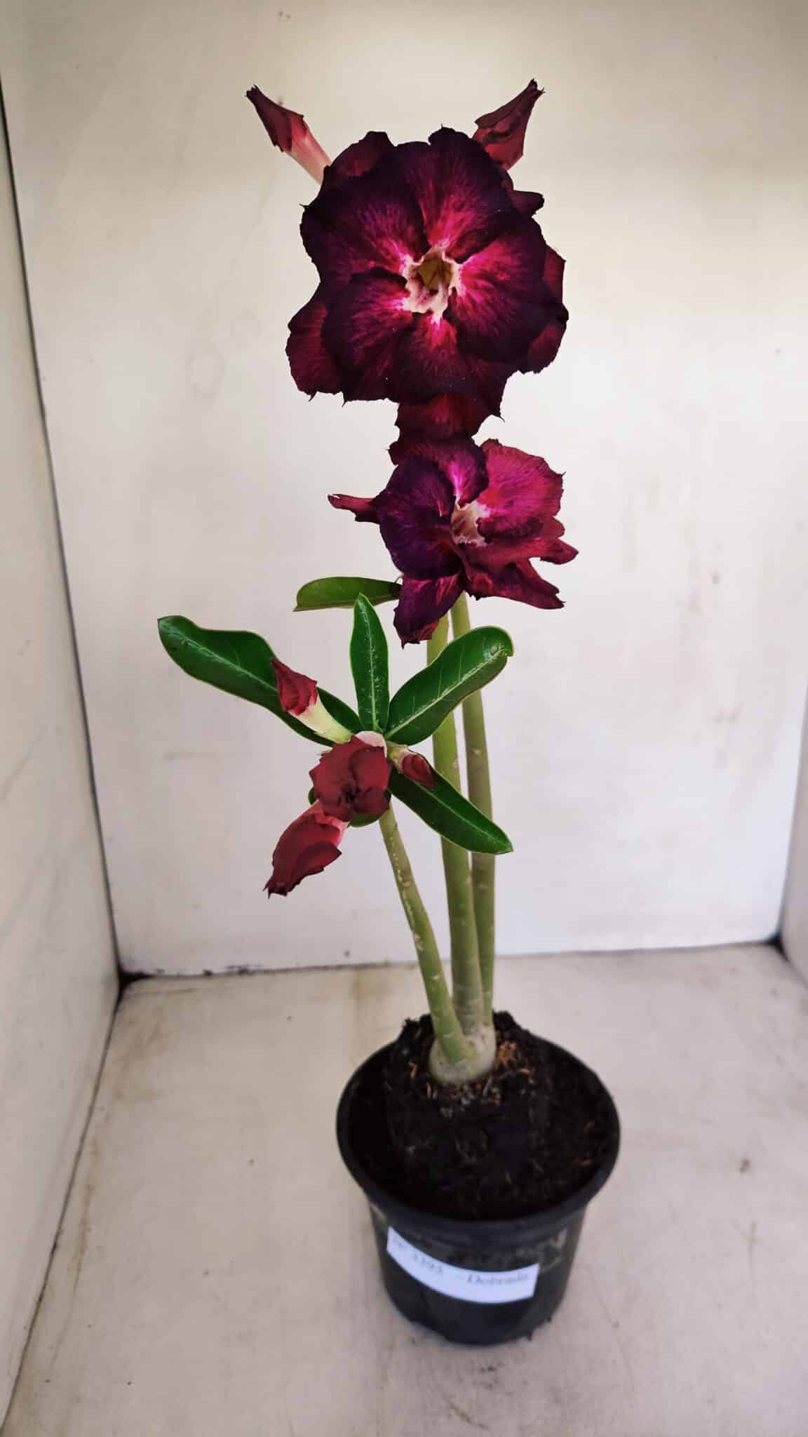 Planta Dobrada 3395 – 35cm – 03 anos - foto 7